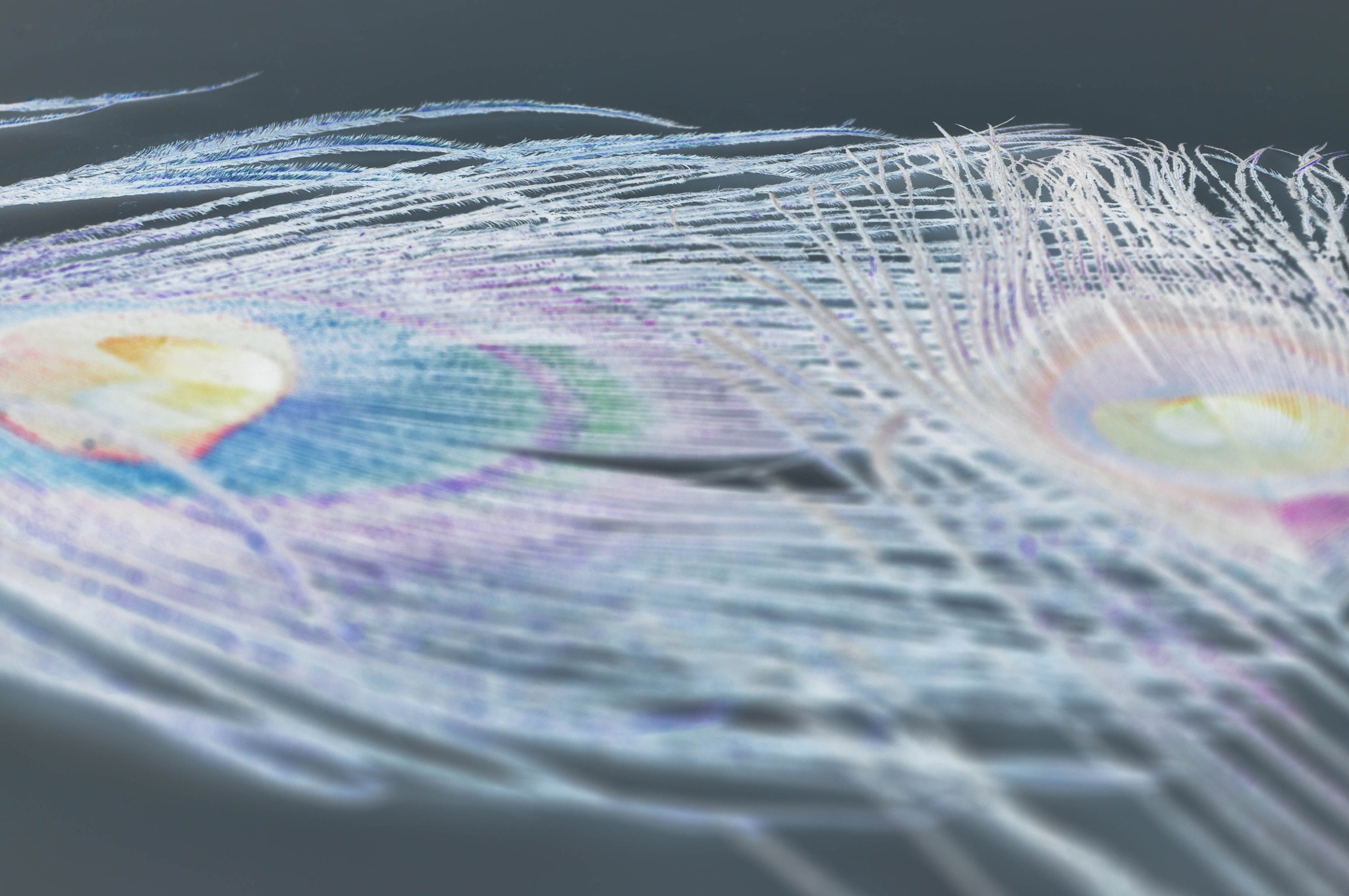 Nikon D90 + Nikon AF Micro-Nikkor 60mm F2.8D sample photo. Inverted feathers photography