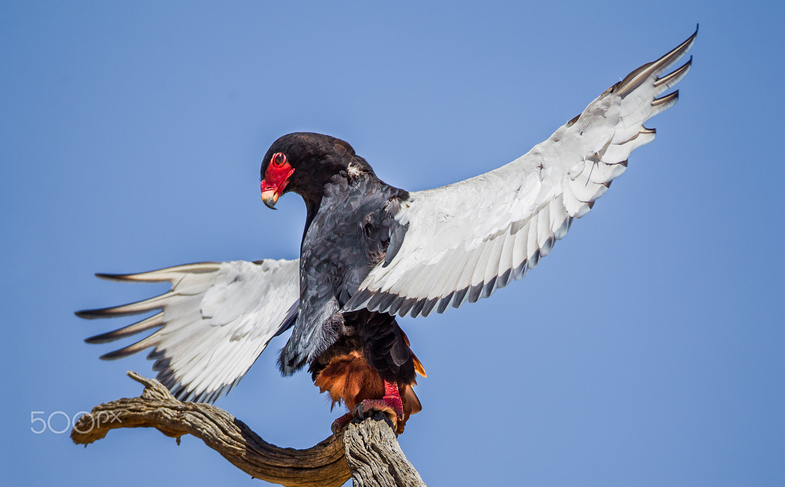 Canon EF 600mm f/4L IS sample photo. Behold me in all my glory! photography