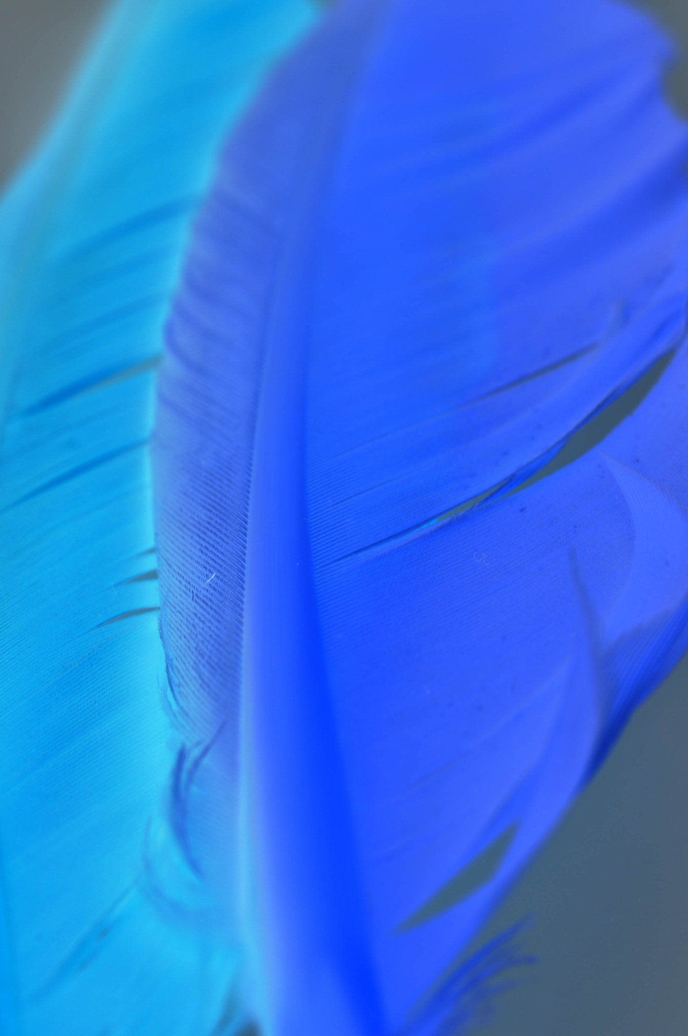 Nikon D90 + Nikon AF Micro-Nikkor 60mm F2.8D sample photo. Inverted feathers photography