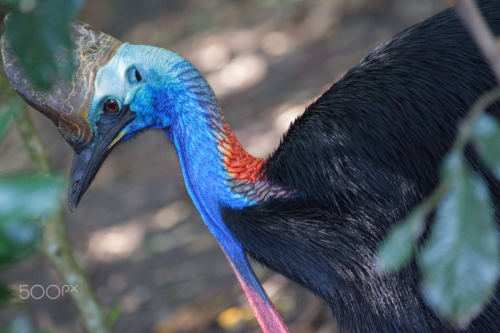 Canon EF 300mm F4L IS USM sample photo. Cassowary 1 photography