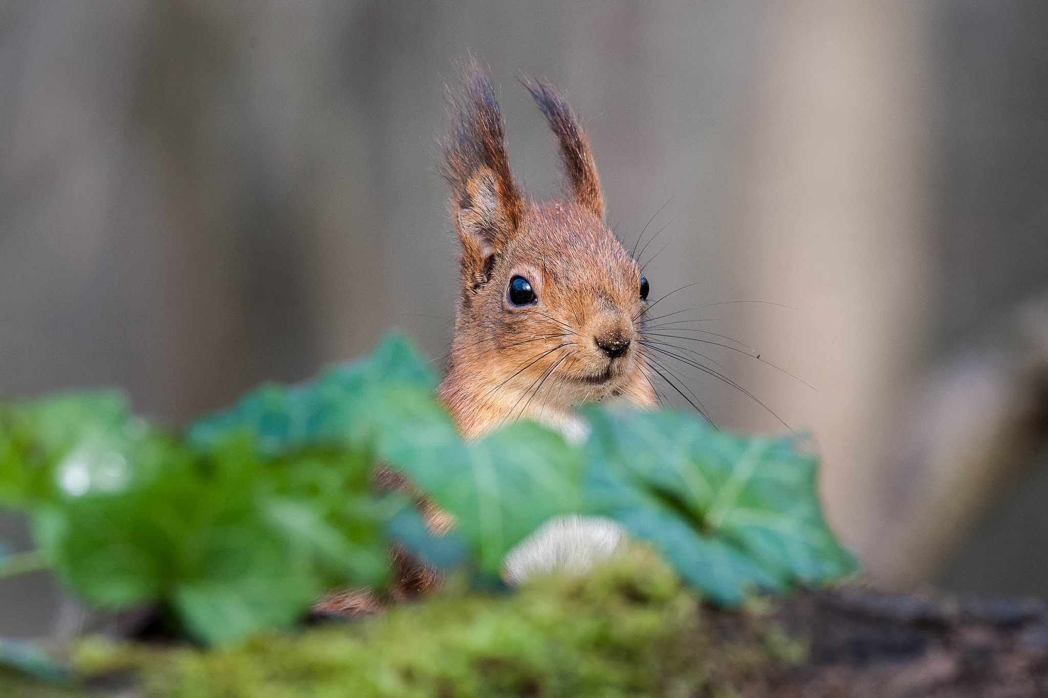 Nikon D3X sample photo. Red squirrel photography