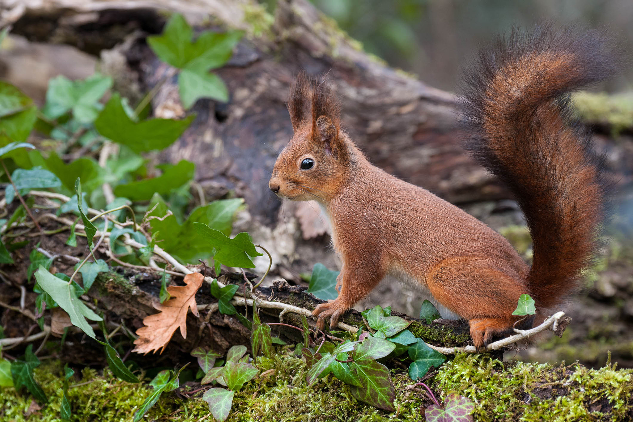 Nikon D3X sample photo. Red squirrel photography