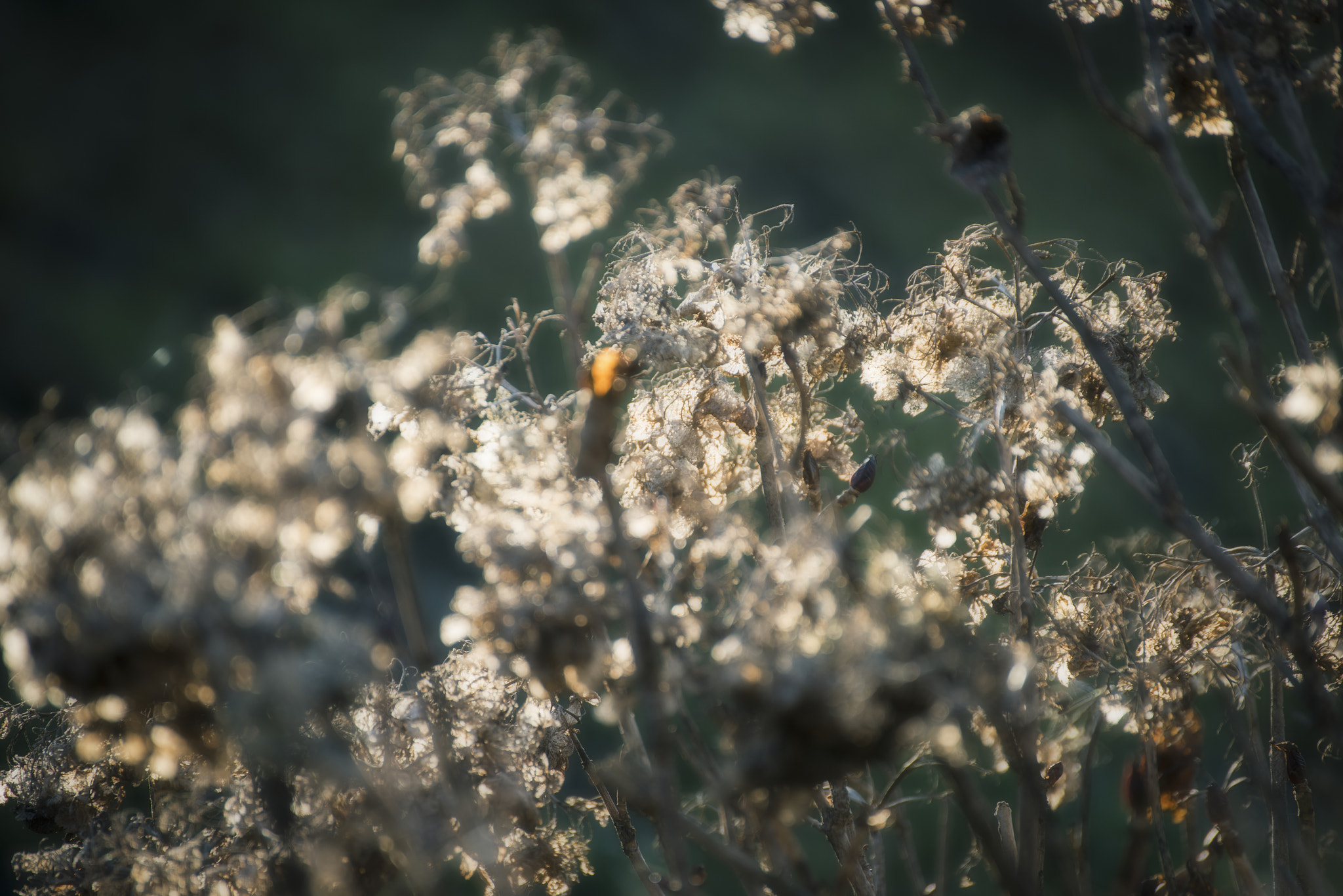 Nikon D810 sample photo. Gold and green photography