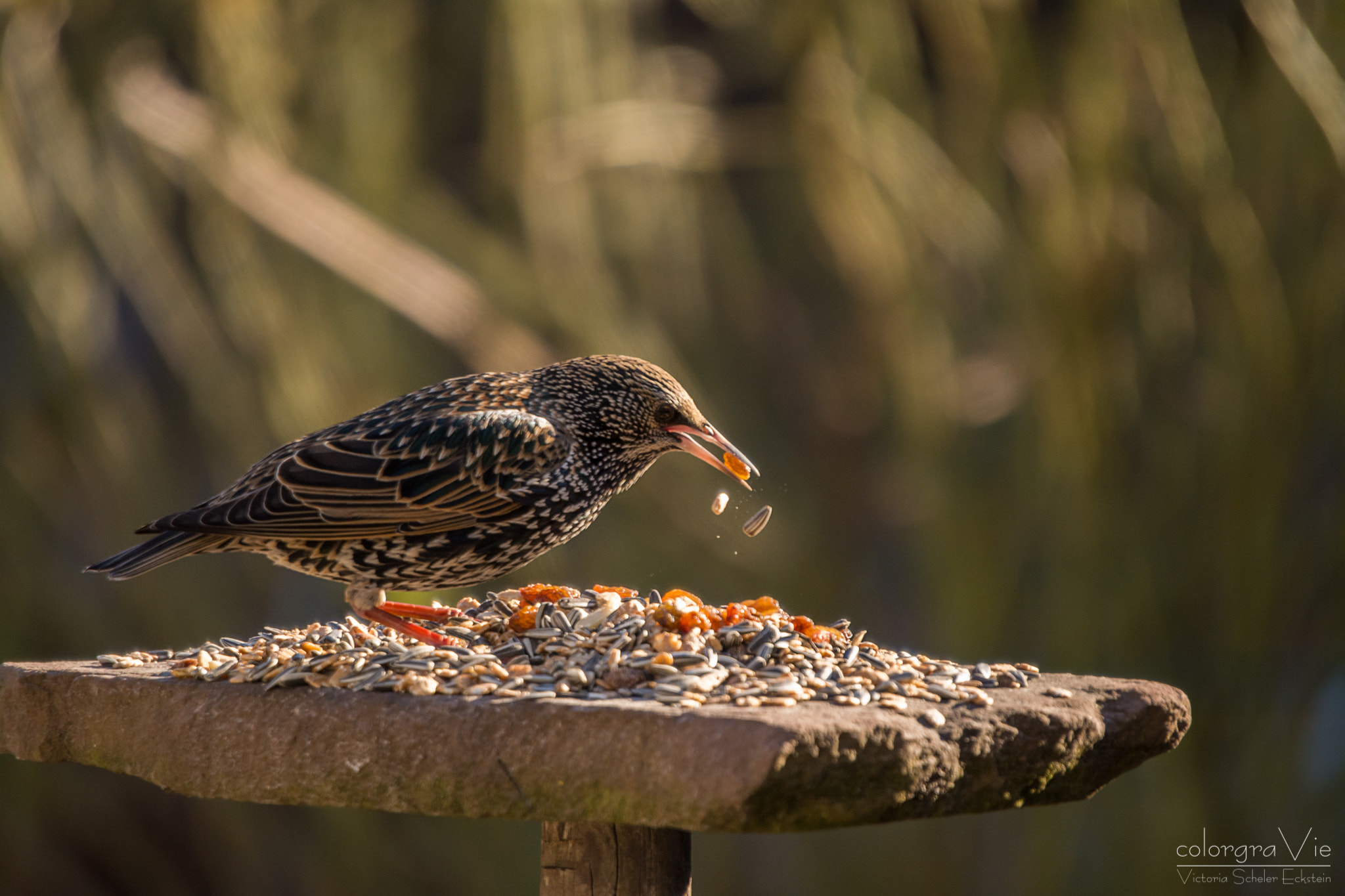 Nikon D5200 + Sigma 70-200mm F2.8 EX DG OS HSM sample photo. Starling lunch photography