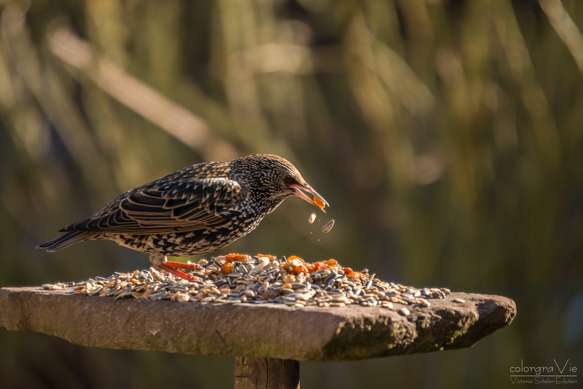 Sigma 70-200mm F2.8 EX DG OS HSM sample photo. Starling lunch photography