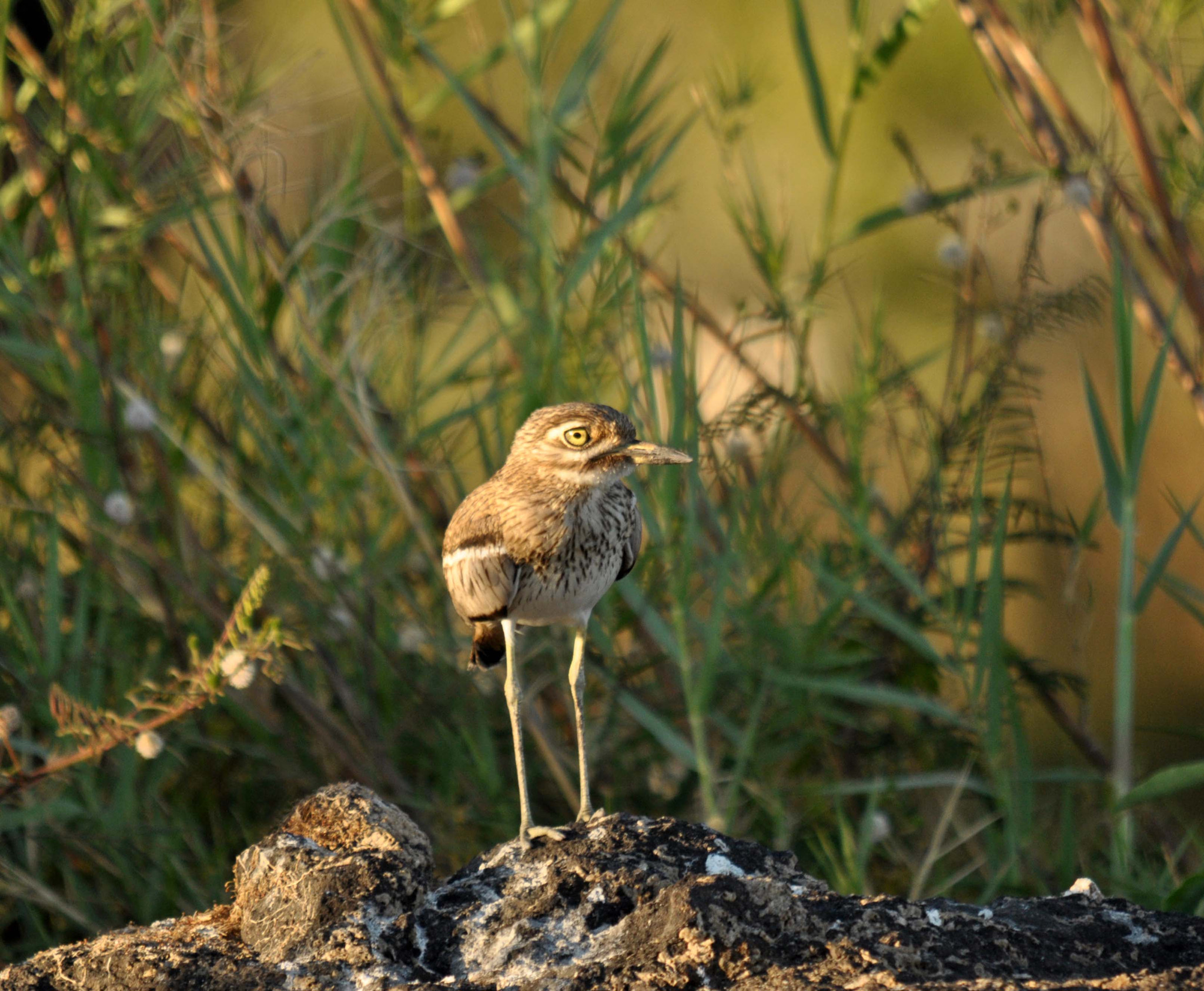 Sigma 150-500mm F5-6.3 DG OS HSM sample photo. Water  thick-knee. (dikkop) photography