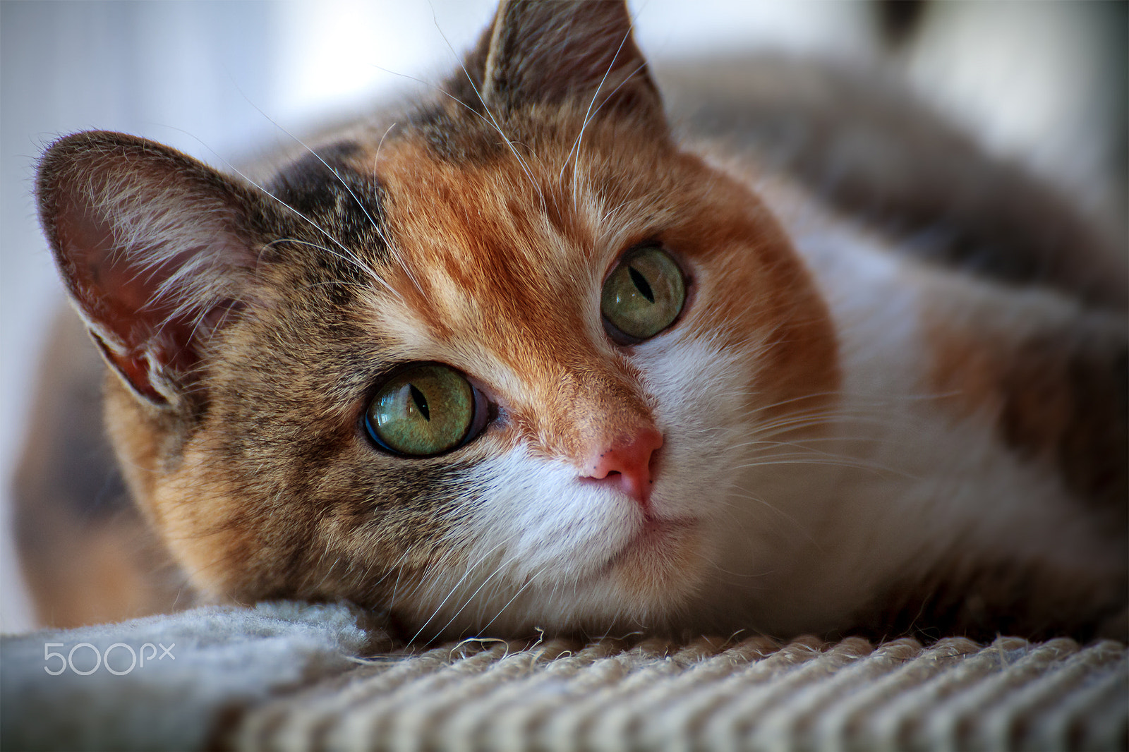 Tamron SP 35mm F1.8 Di VC USD sample photo. Maja photography