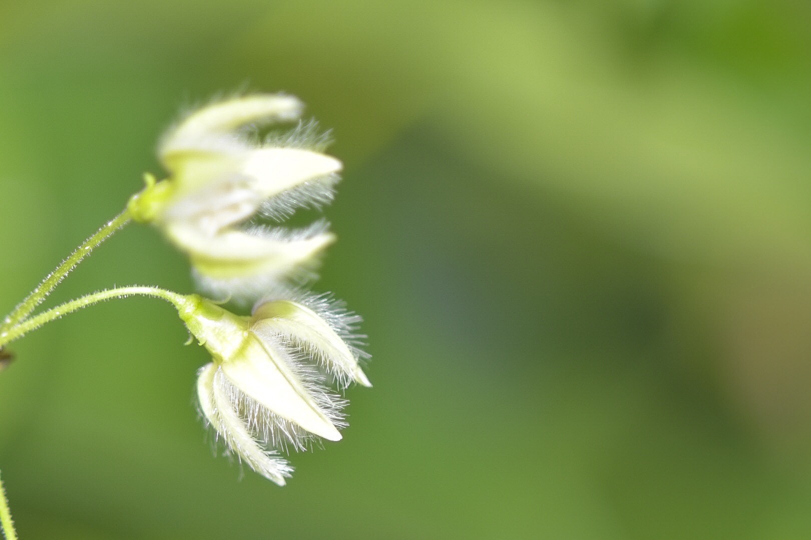 Nikon AF Nikkor 70-300mm F4-5.6G sample photo