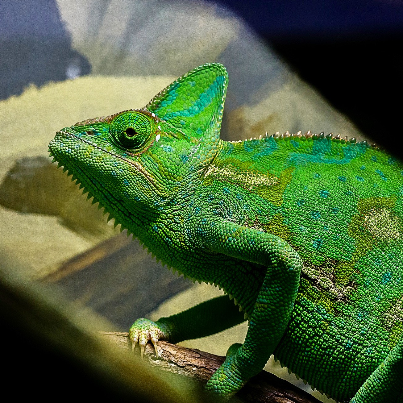 Sony a6000 + Sony FE 90mm F2.8 Macro G OSS sample photo. Chameleon photography