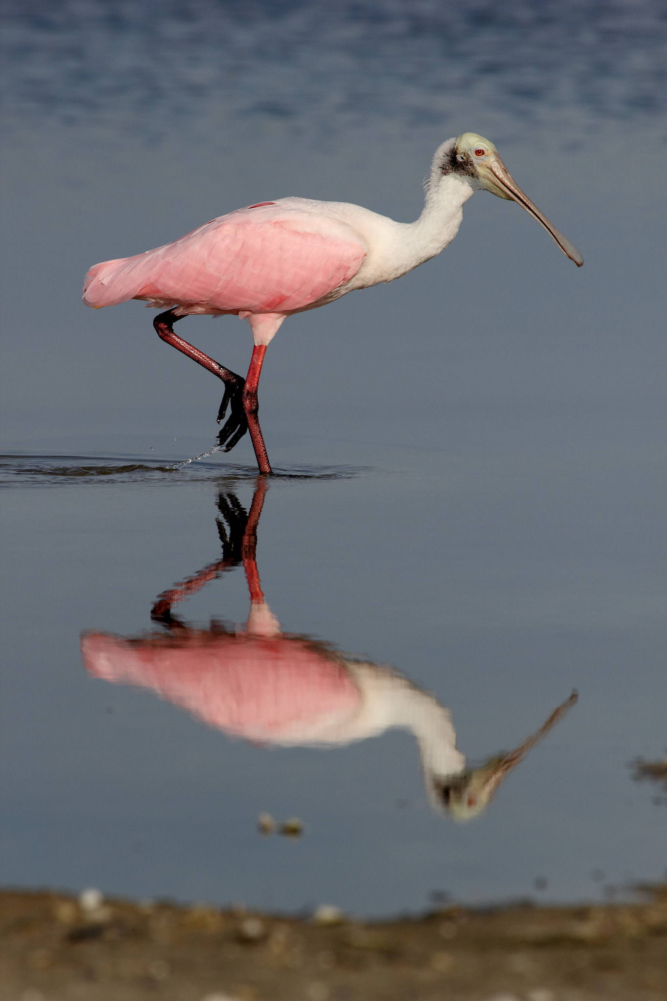 Canon EF 100-400mm F4.5-5.6L IS USM sample photo. Roseate spoonbill photography