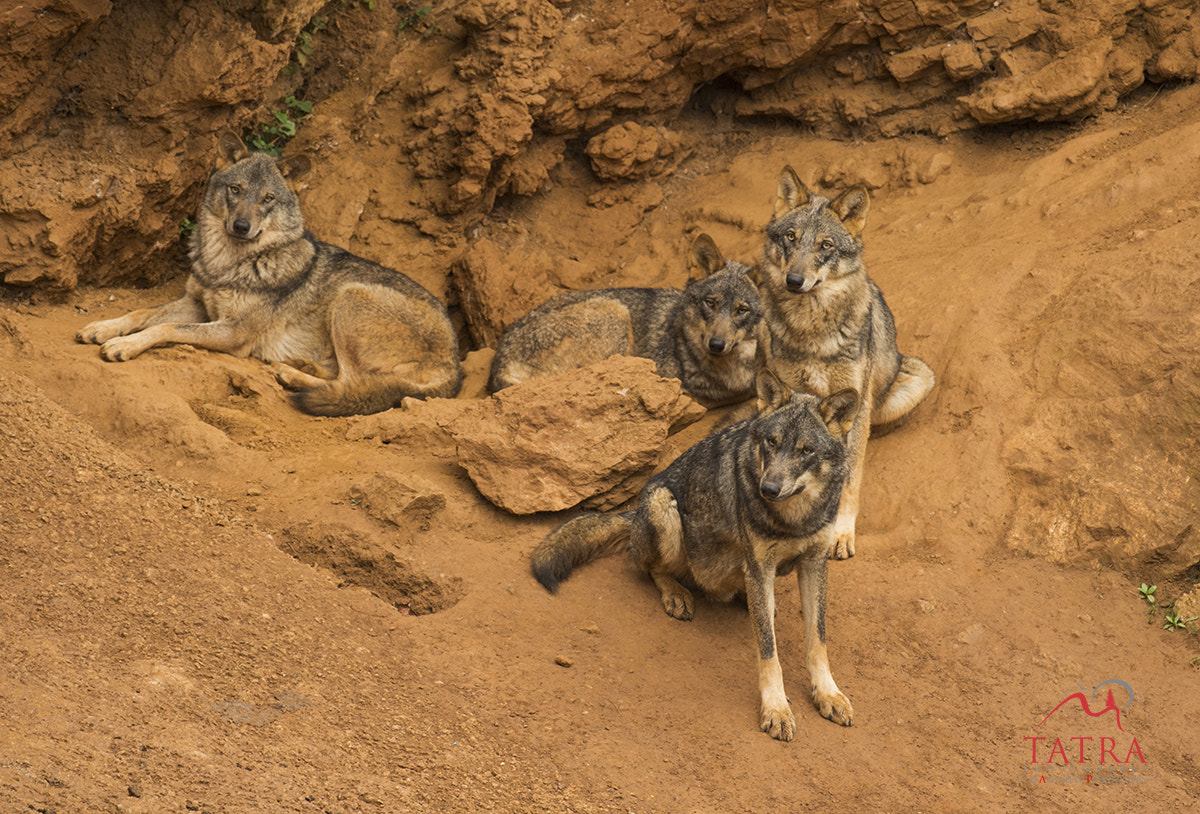 Nikon AF-S Nikkor 200-400mm F4G ED-IF VR sample photo. Wolf photography