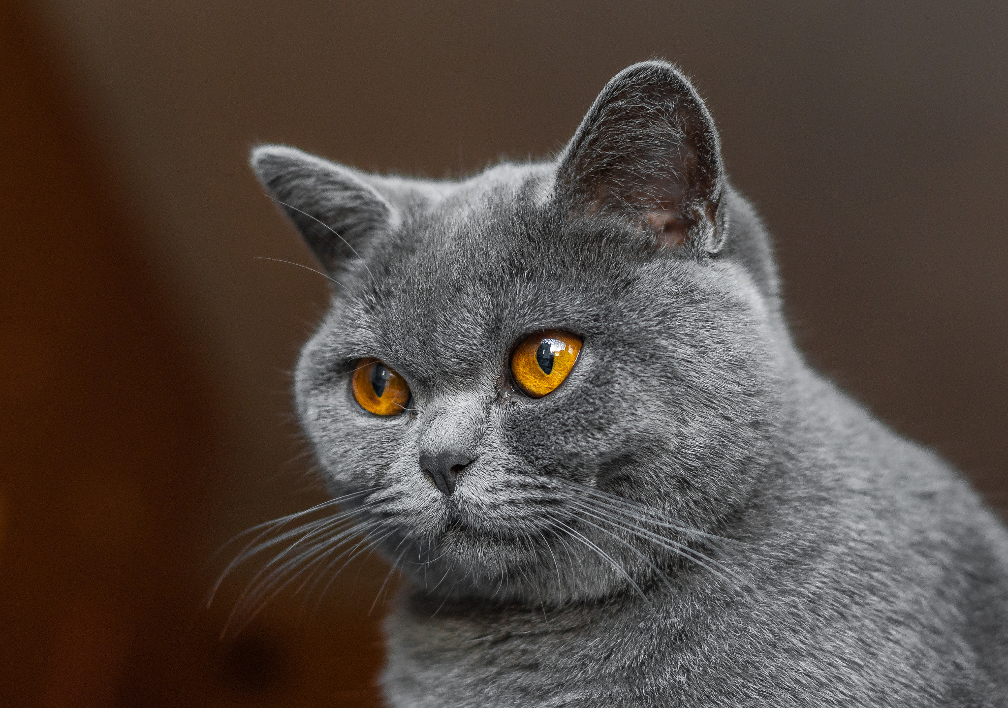 Pentax K200D sample photo. Beautiful british cat portrait. looking in camera. big eyes. photography