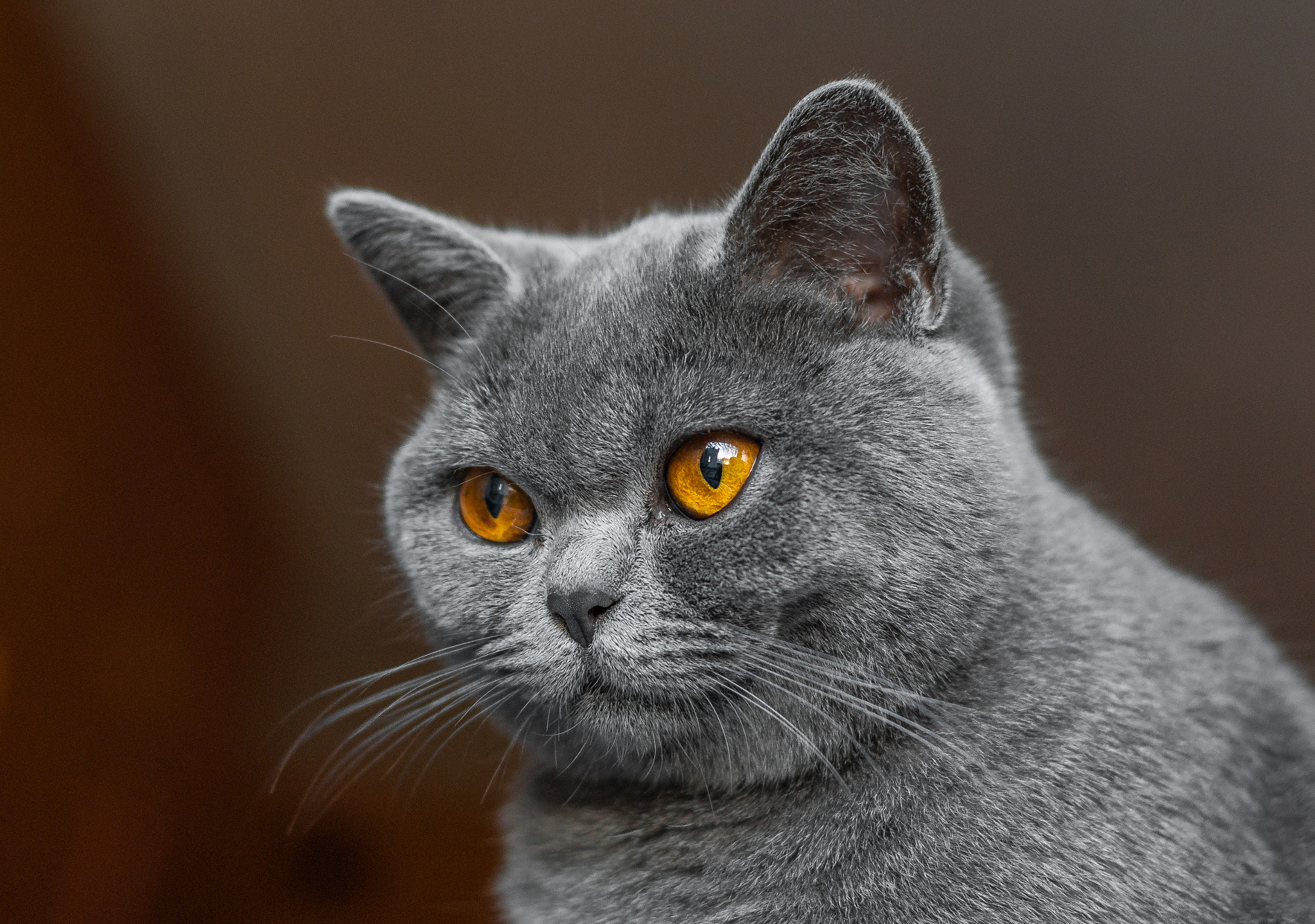 Pentax K200D + Pentax smc DA 50mm F1.8 sample photo. Beautiful british cat portrait. looking in camera. big eyes. photography