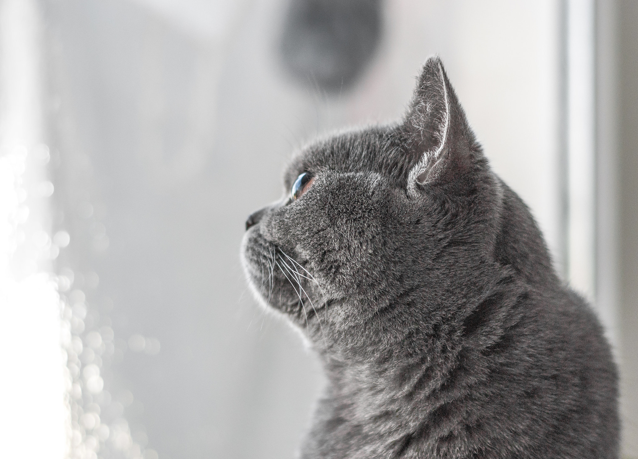 Pentax K200D sample photo. Beautiful british cat portrait. looking in camera. big eyes. photography