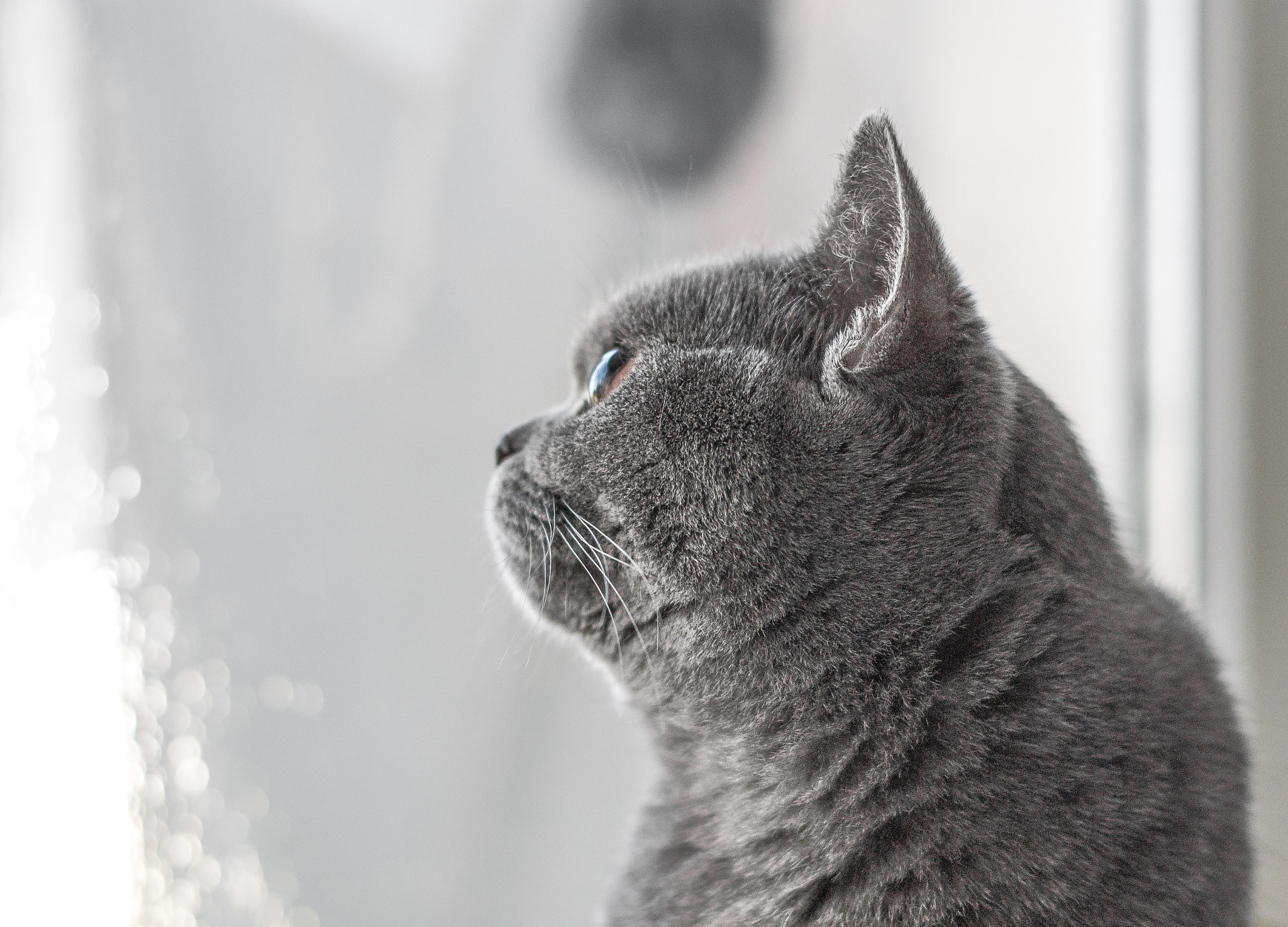 Pentax K200D + Pentax smc DA 50mm F1.8 sample photo. Beautiful british cat portrait. looking in camera. big eyes. photography