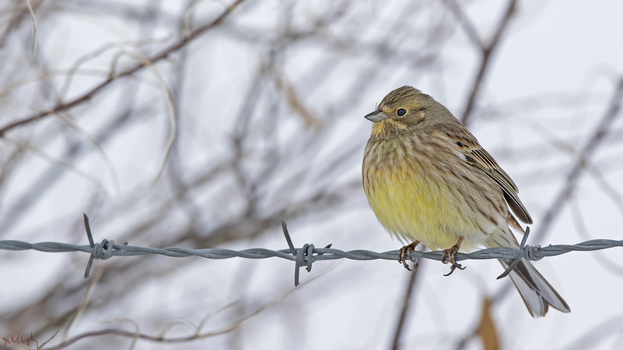 Canon EOS 7D Mark II + Canon EF 300mm F2.8L IS USM sample photo. Sarı çinte » yellowhammer » emberiza citrinella photography