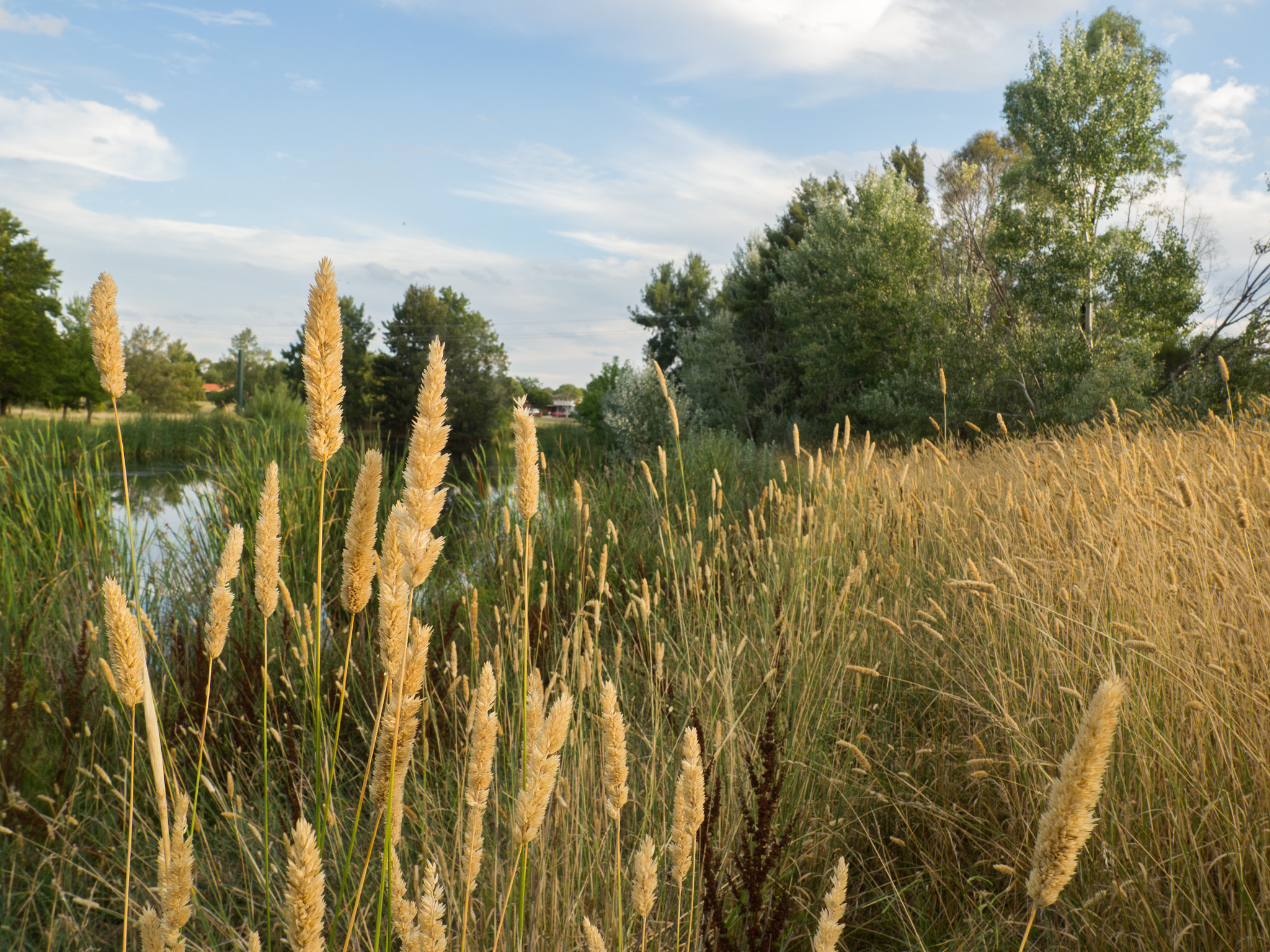 Olympus M.Zuiko Digital 14-42mm F3.5-5.6 II sample photo. Grass by a lake photography