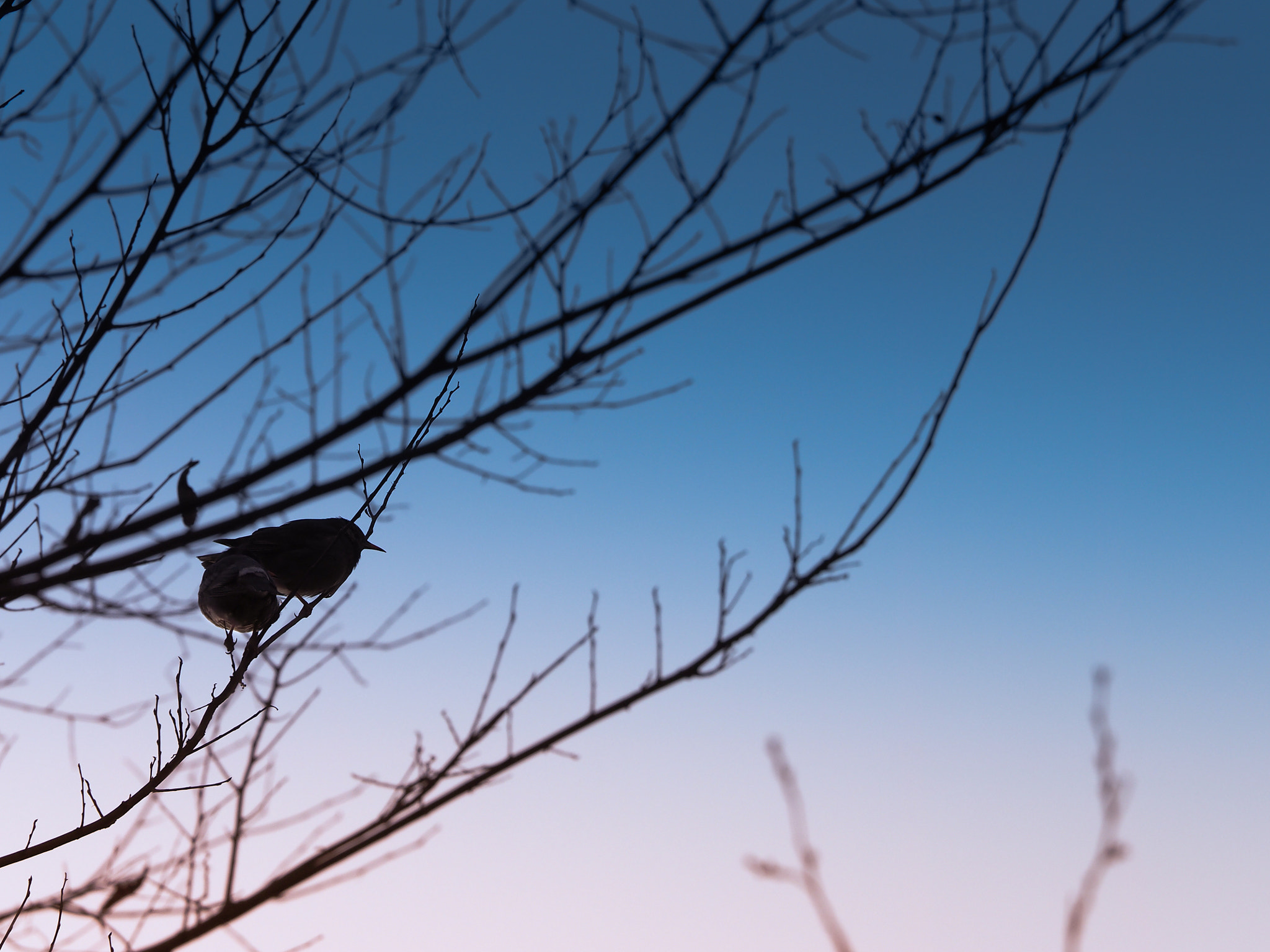 Olympus OM-D E-M1 + Olympus M.Zuiko Digital ED 40-150mm F2.8 Pro sample photo. Good night photography