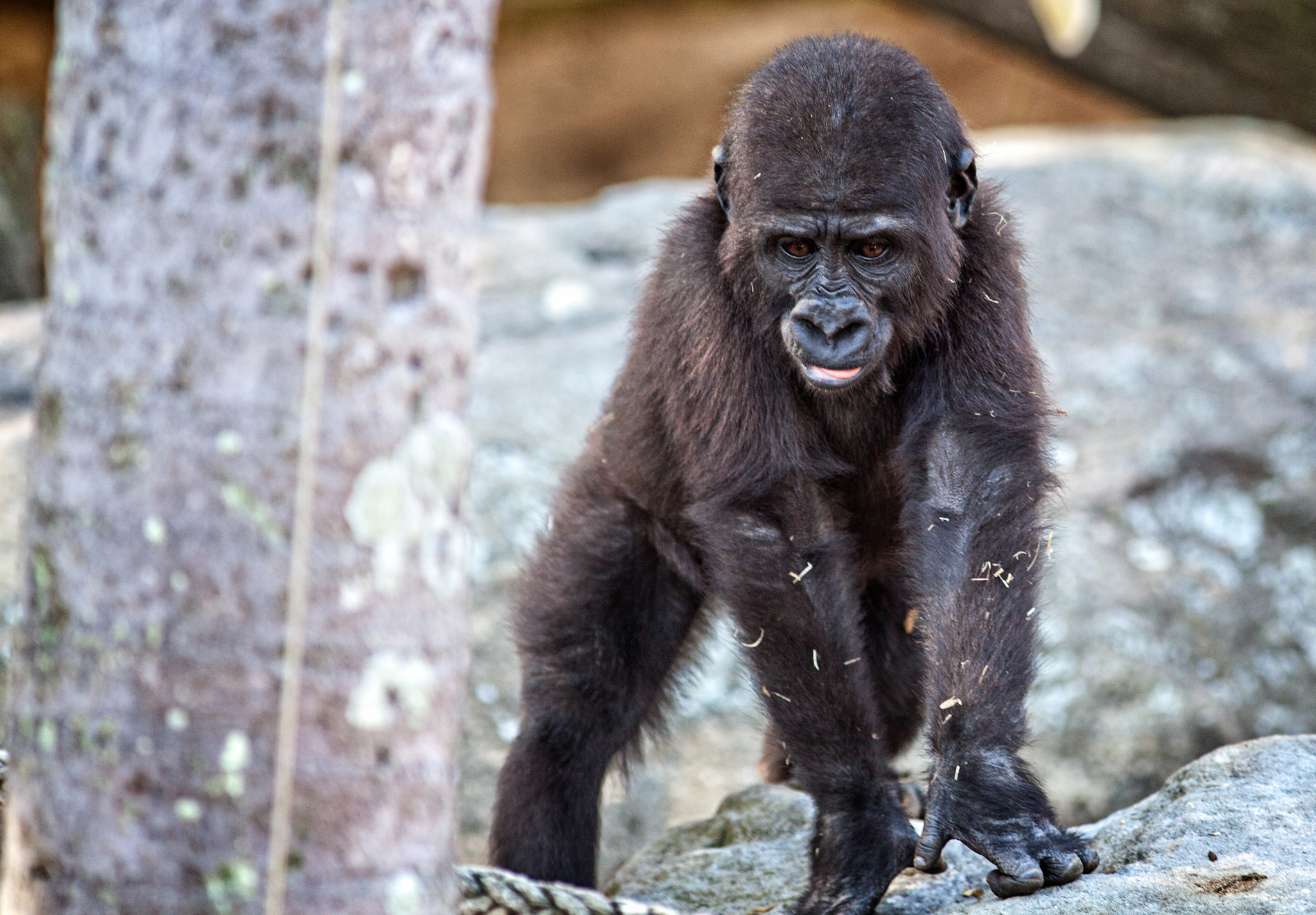 Canon EF 300mm F4L IS USM sample photo. Baby gorilla photography
