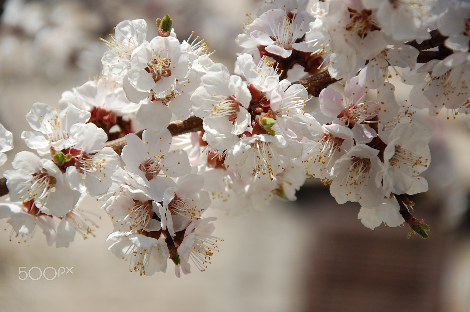 Nikon D40 sample photo. Apricot flowers photography