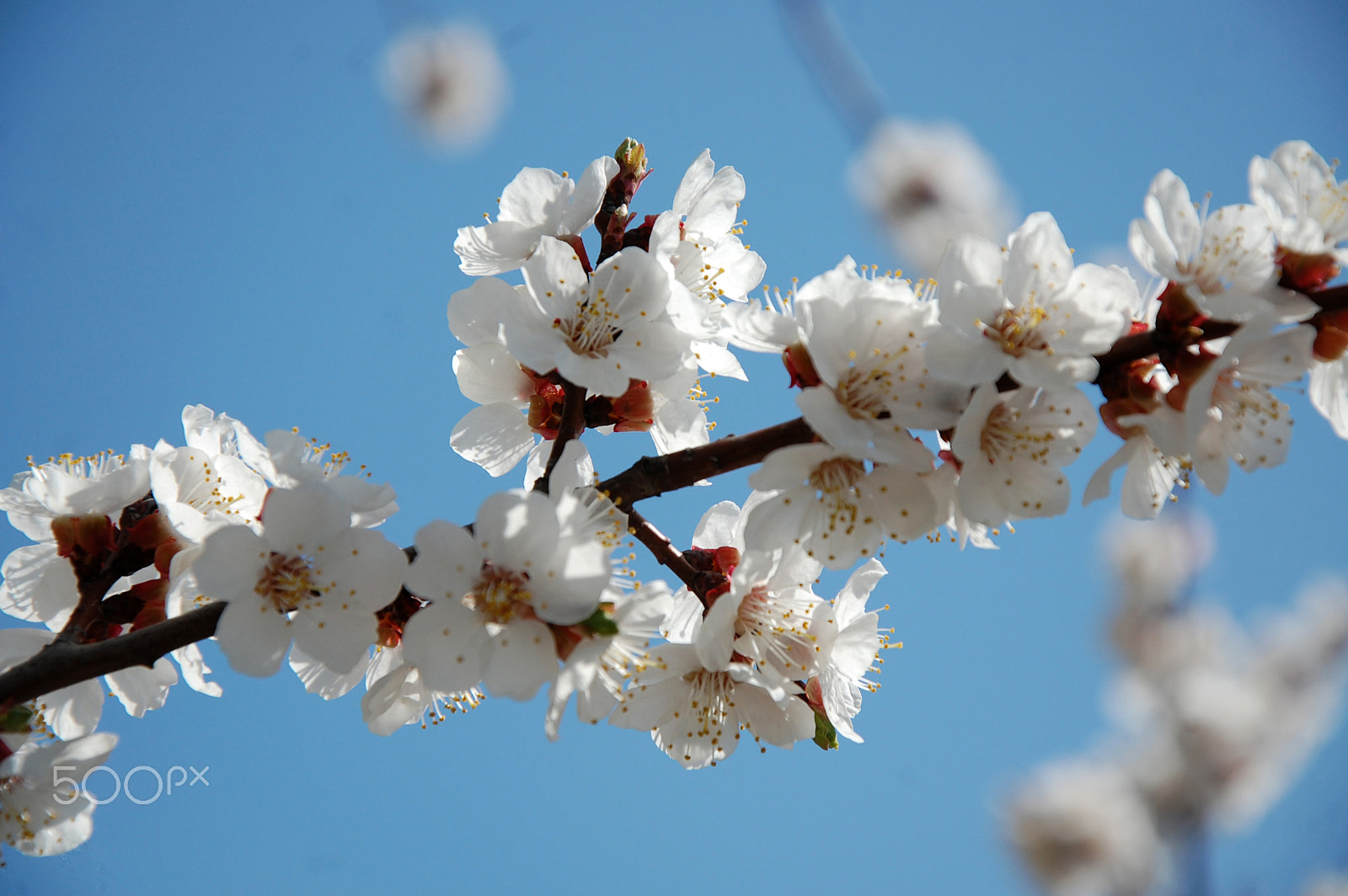 Nikon D40 sample photo. Apricot flowers photography