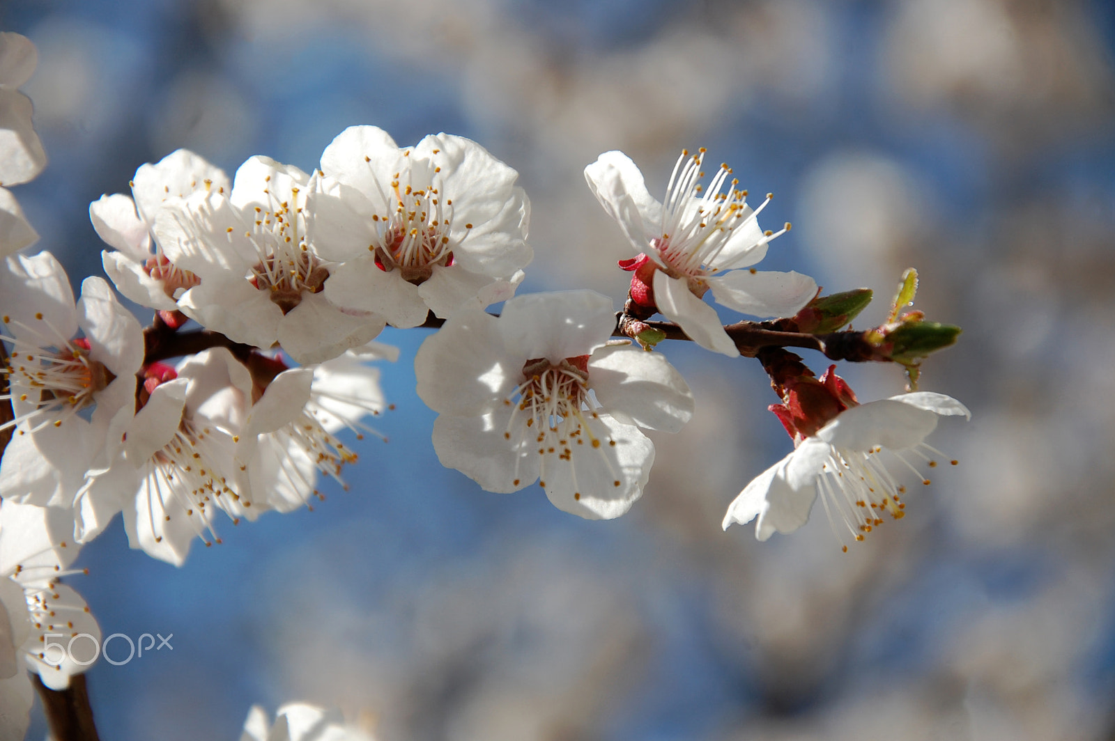 Nikon D40 sample photo. Apricot flowers photography
