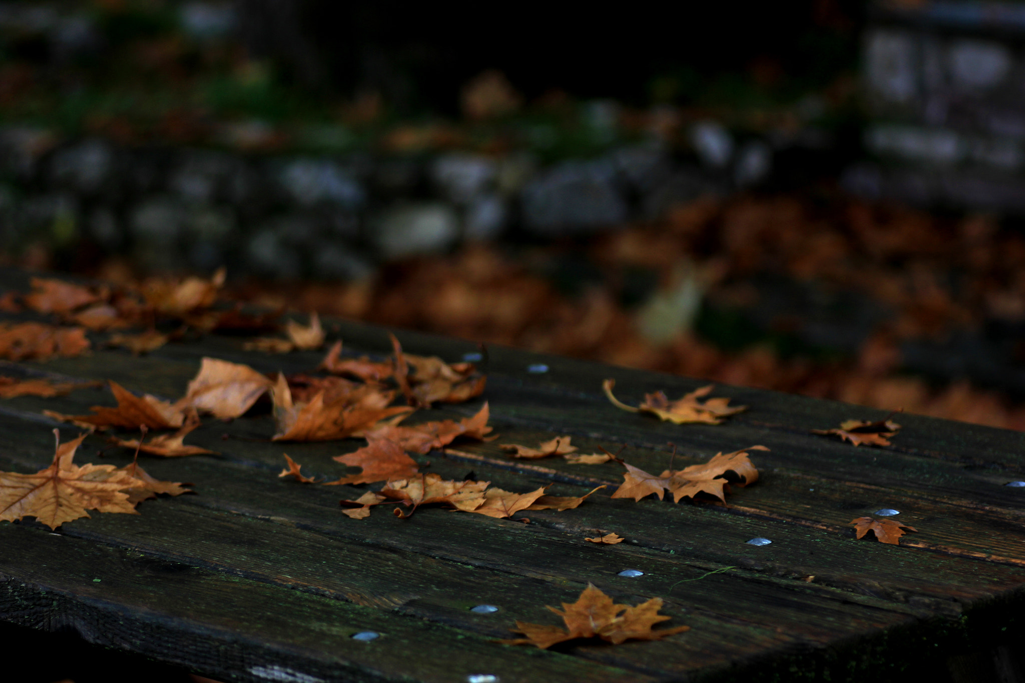 Tamron SP AF 90mm F2.8 Di Macro sample photo. Fallen leaves greece karditsa forest on table photography