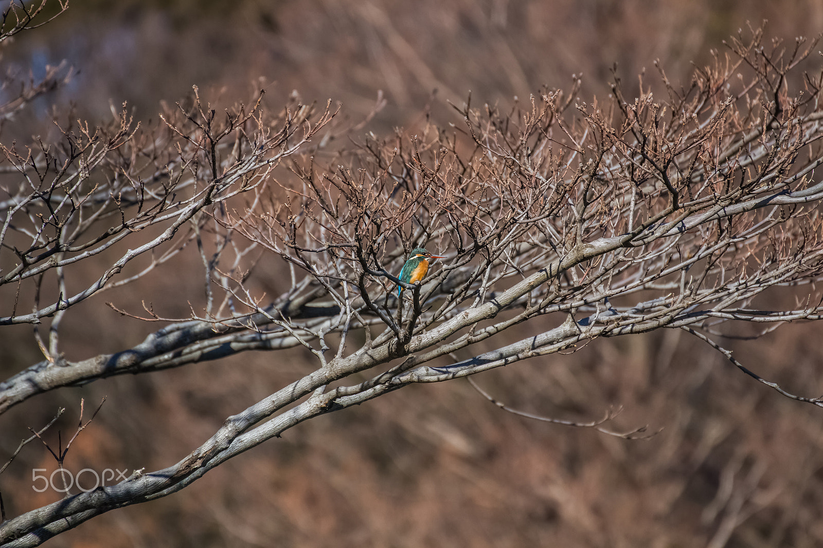Tamron SP 35mm F1.8 Di VC USD sample photo. Kingfisher photography