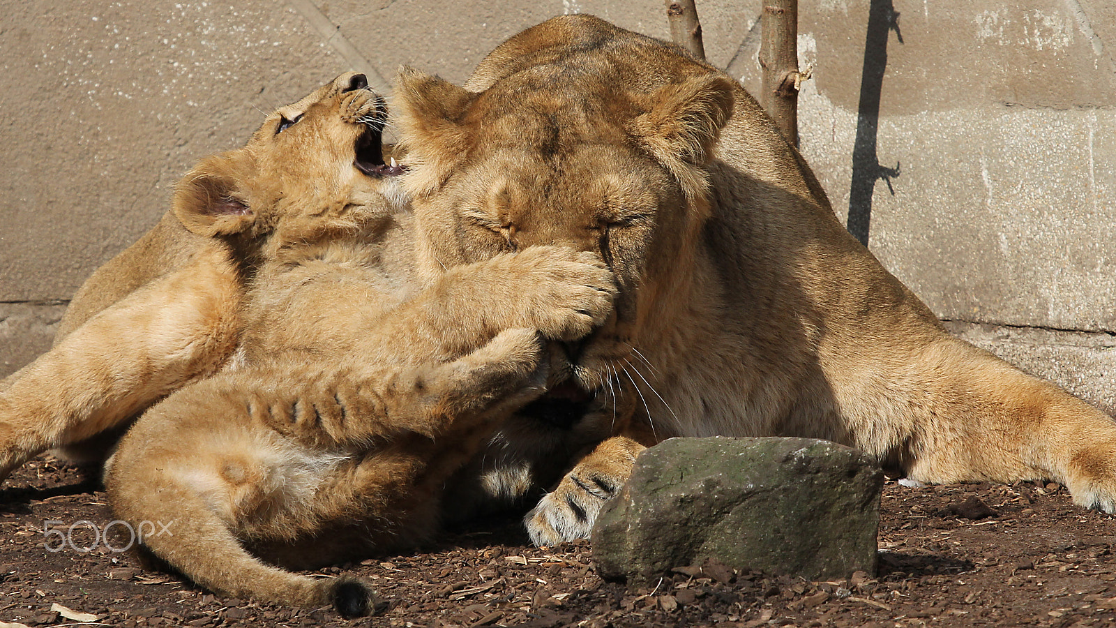 Canon EOS 60D + Canon EF 100-400mm F4.5-5.6L IS USM sample photo. Playing with mom photography