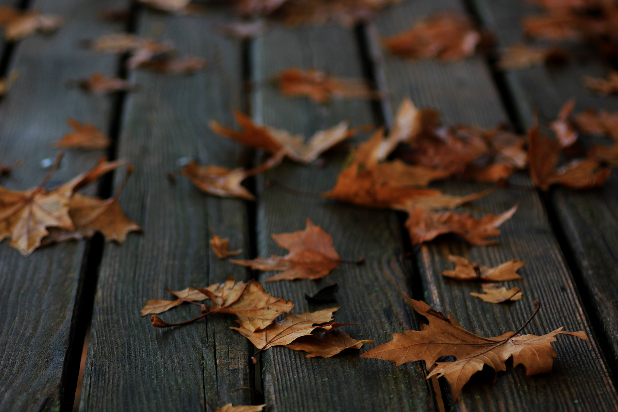 Tamron SP AF 90mm F2.8 Di Macro sample photo. Fallen leaves greece karditsa forest on table photography