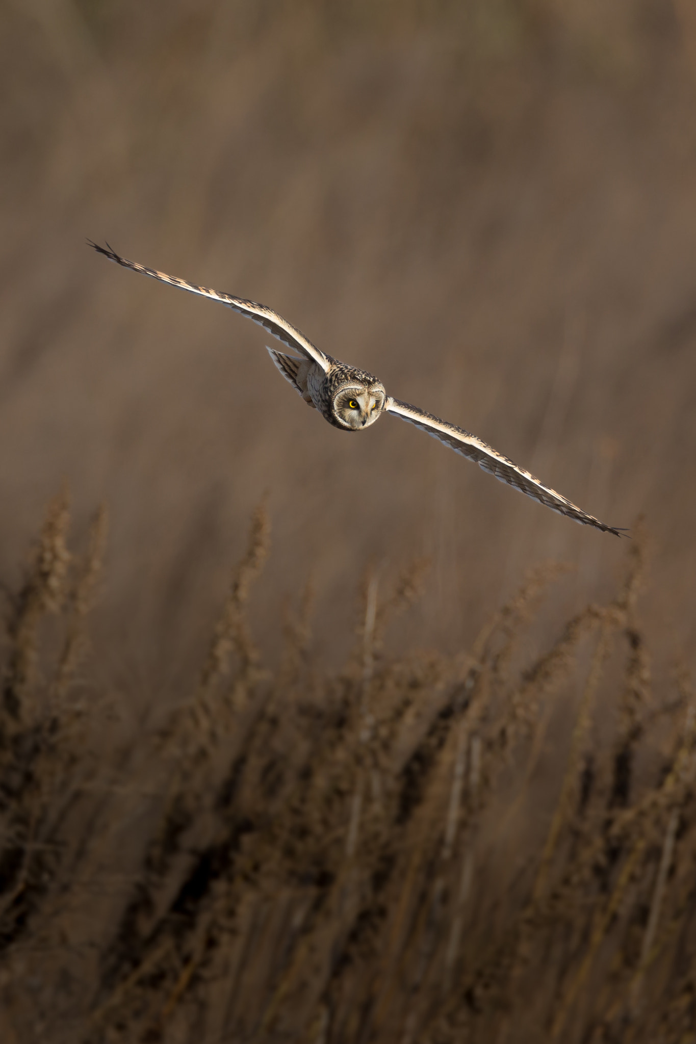 Canon EOS-1D X + Canon EF 800mm F5.6L IS USM sample photo. 葦原を飛ぶ photography