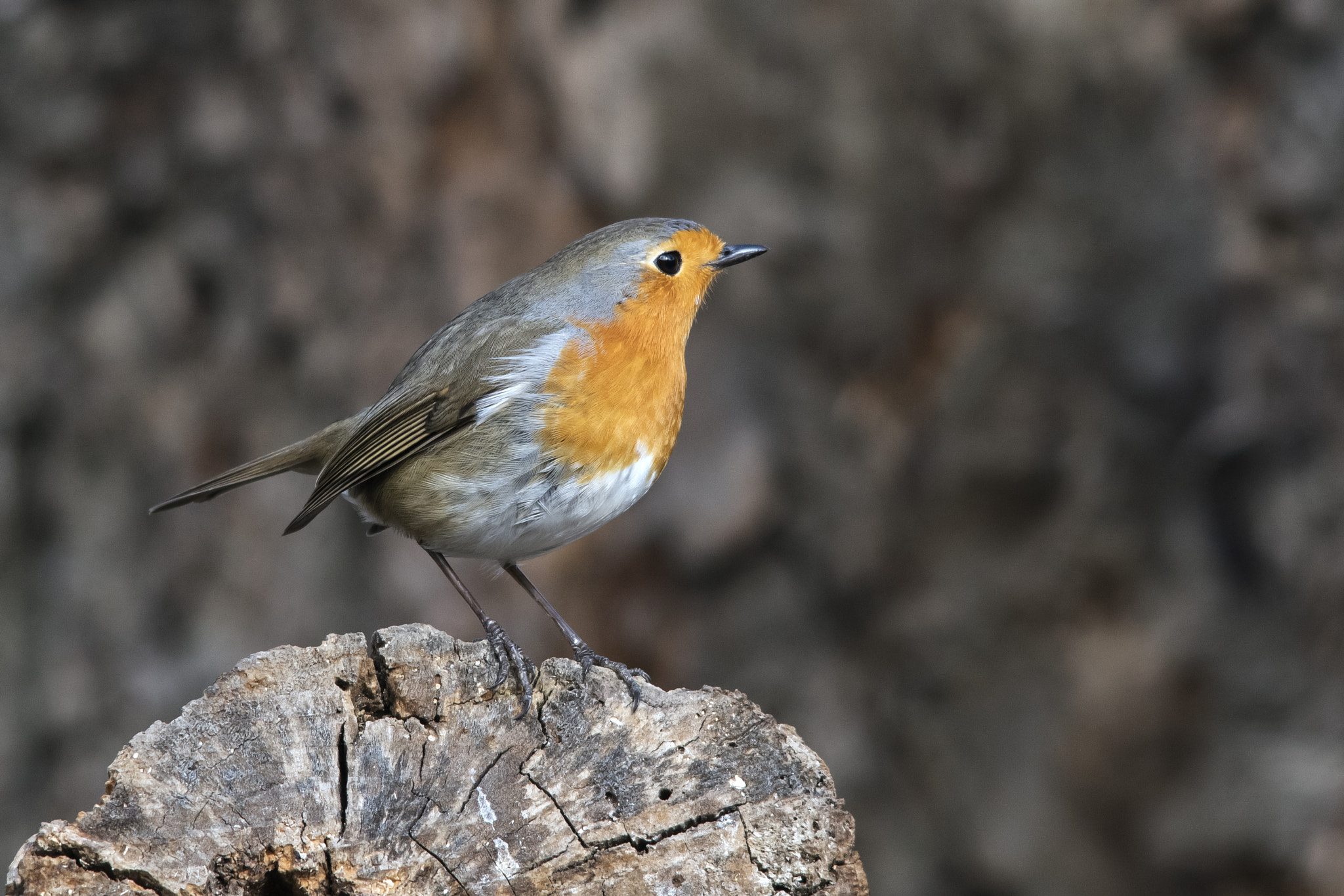 Pentax K-1 + Sigma 70-200mm F2.8 EX DG Macro HSM II sample photo. Robin photography