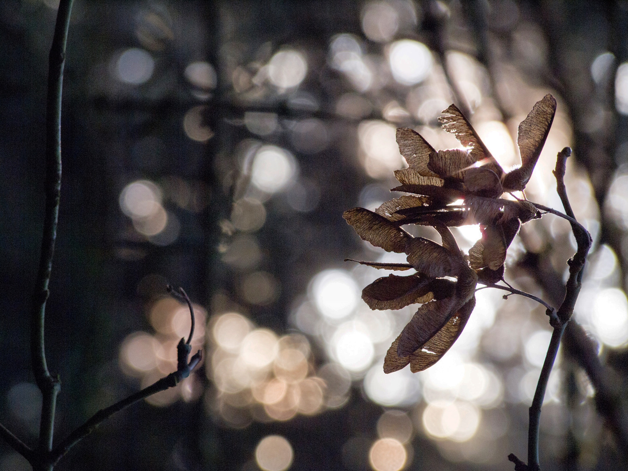 Olympus PEN E-PL2 sample photo