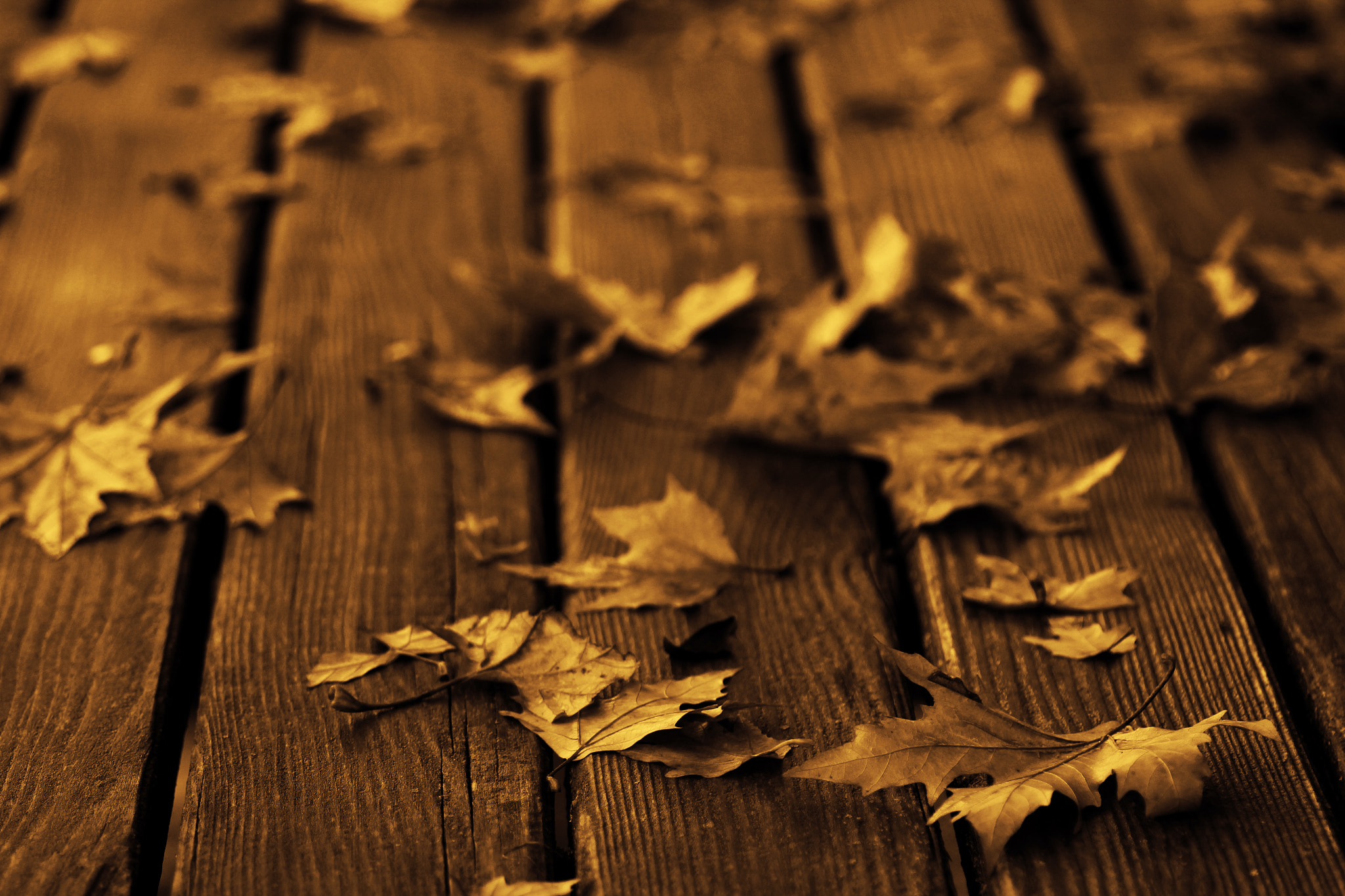 Tamron SP AF 90mm F2.8 Di Macro sample photo. Fallen leaves greece karditsa forest on table photography