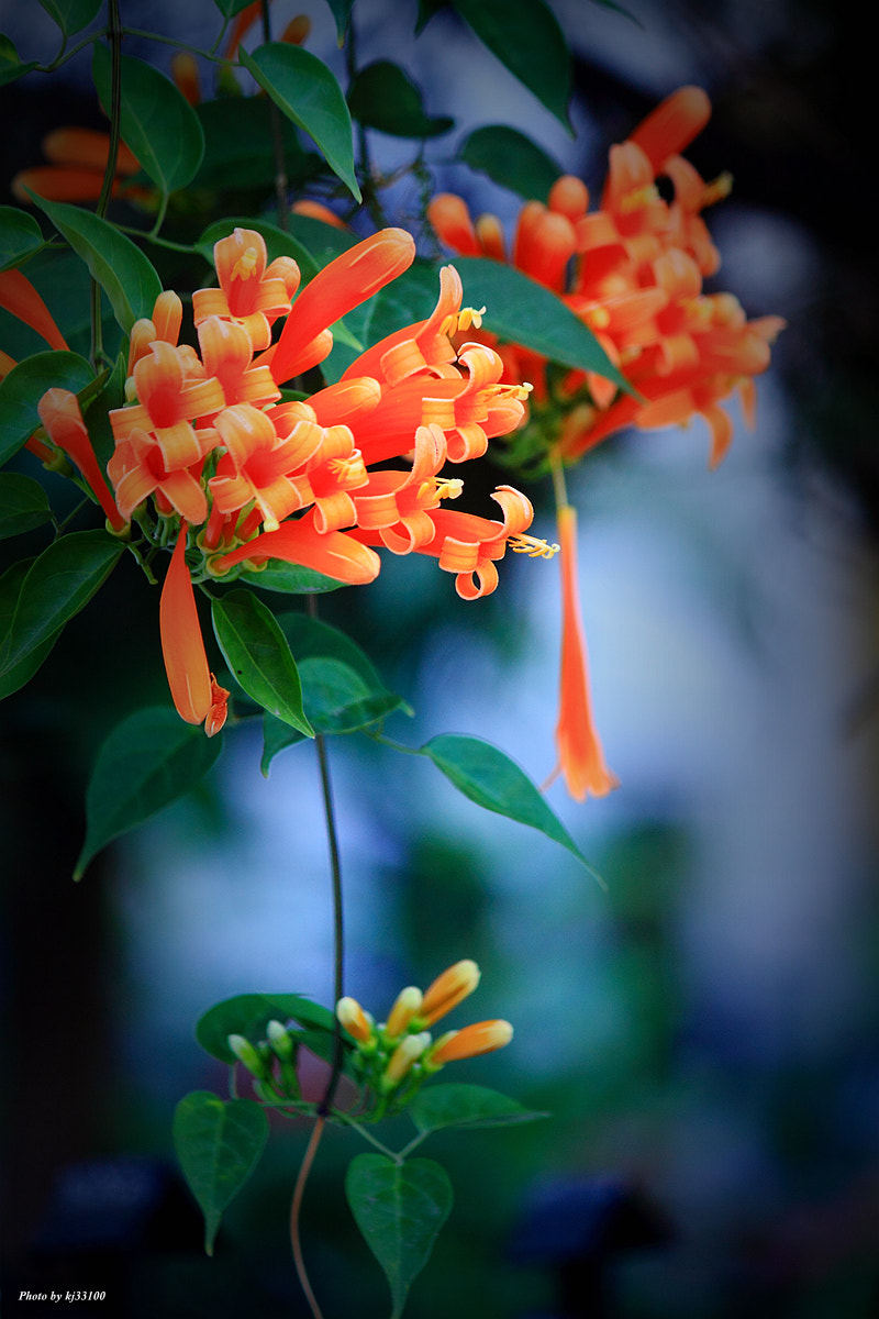 Canon EF-S 55-250mm F4-5.6 IS sample photo. 吉祥賀春 photography