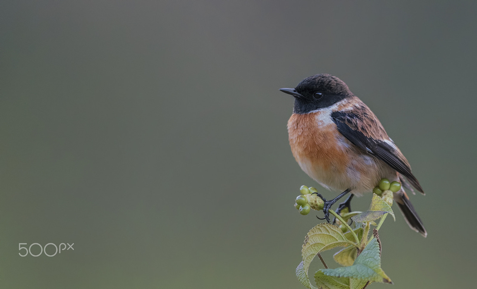 Nikon D750 + Nikon AF-S Nikkor 500mm F4G ED VR sample photo. Siberian stonechat photography