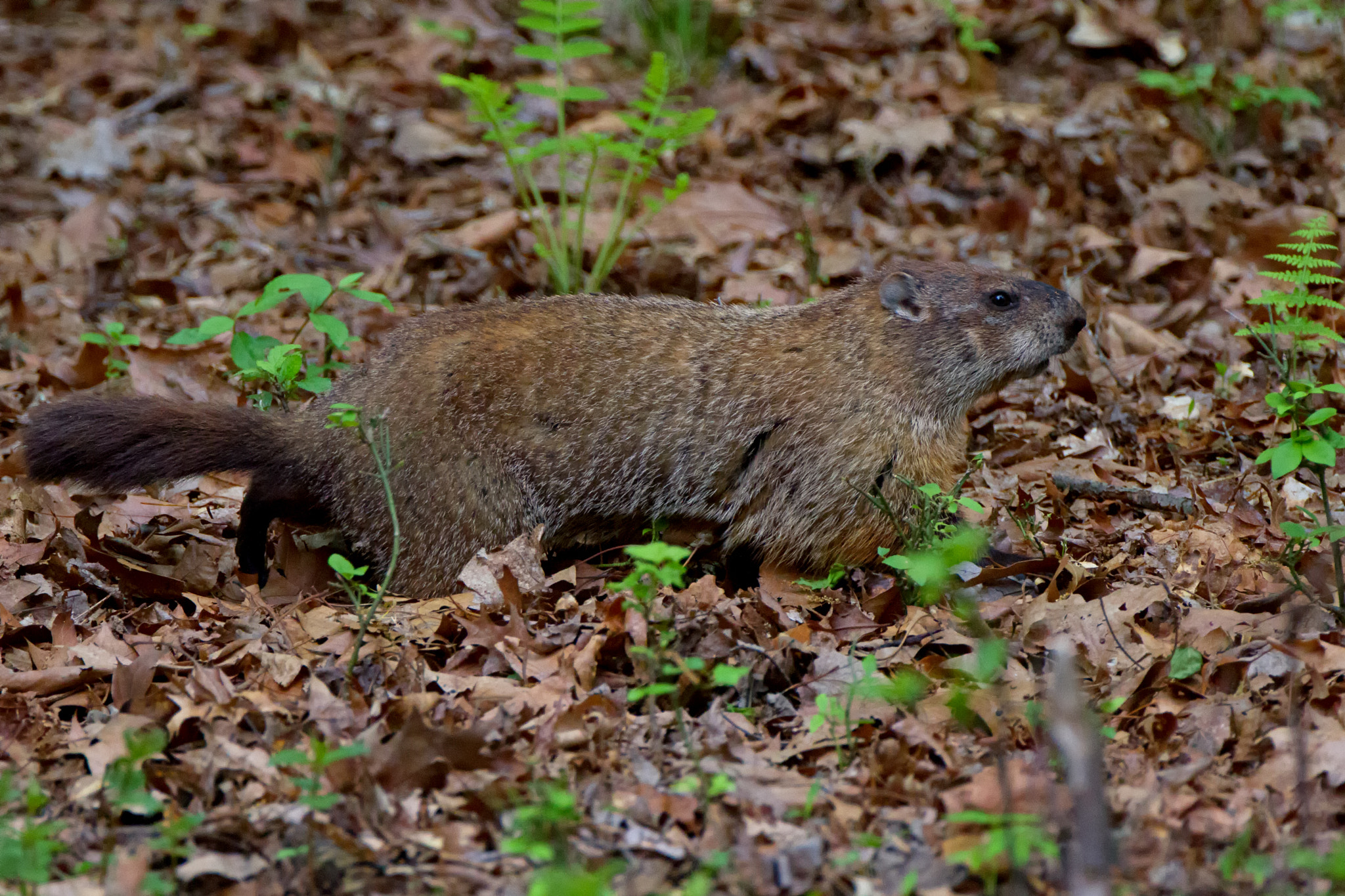 Canon EOS 7D + Canon EF 500mm F4L IS USM sample photo. Groundhog between 2 ferns photography