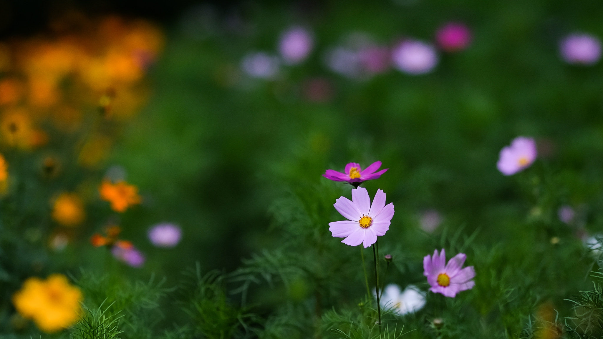 Fujifilm X-E2 + Fujifilm XF 90mm F2 R LM WR sample photo. Cosmos field photography