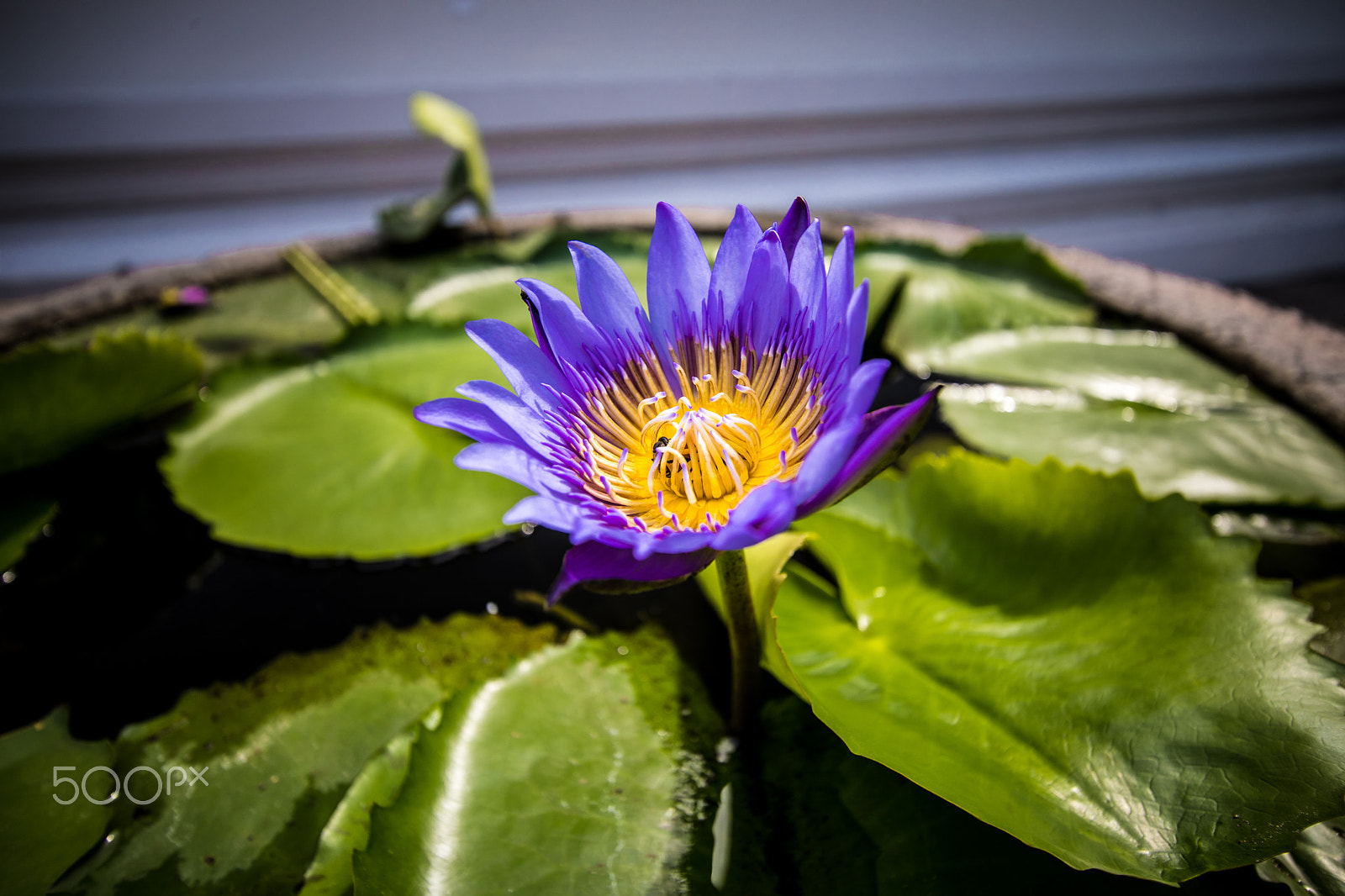 Canon EF-S 10-22mm F3.5-4.5 USM sample photo. Purple is my thing photography