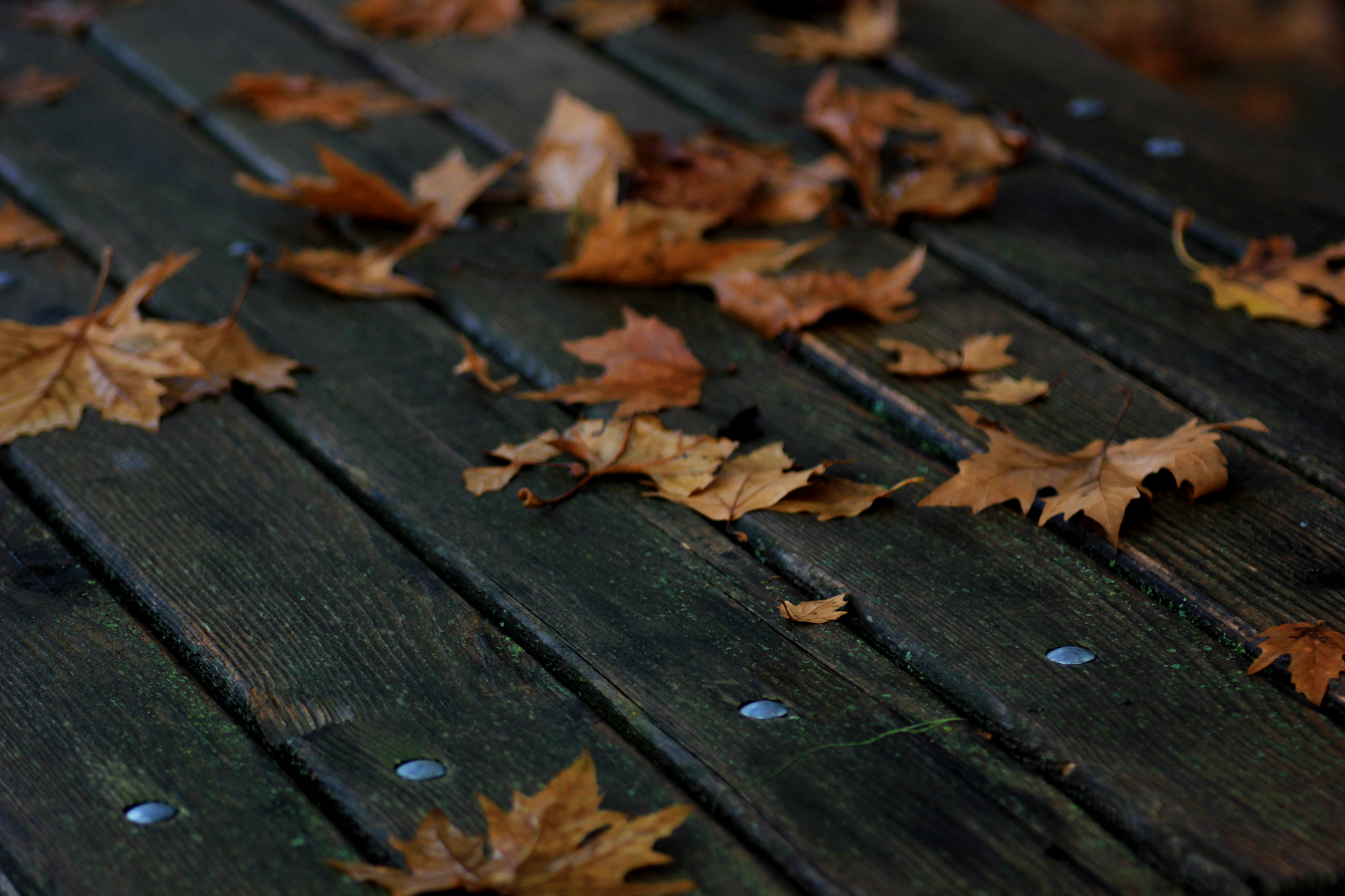 Tamron SP AF 90mm F2.8 Di Macro sample photo. Fallen leaves greece karditsa forest on table photography