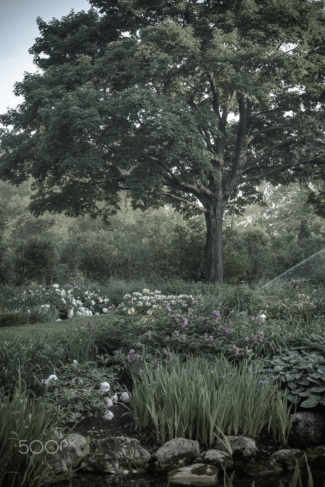 Nikon D810 sample photo. Beatiful garden photography