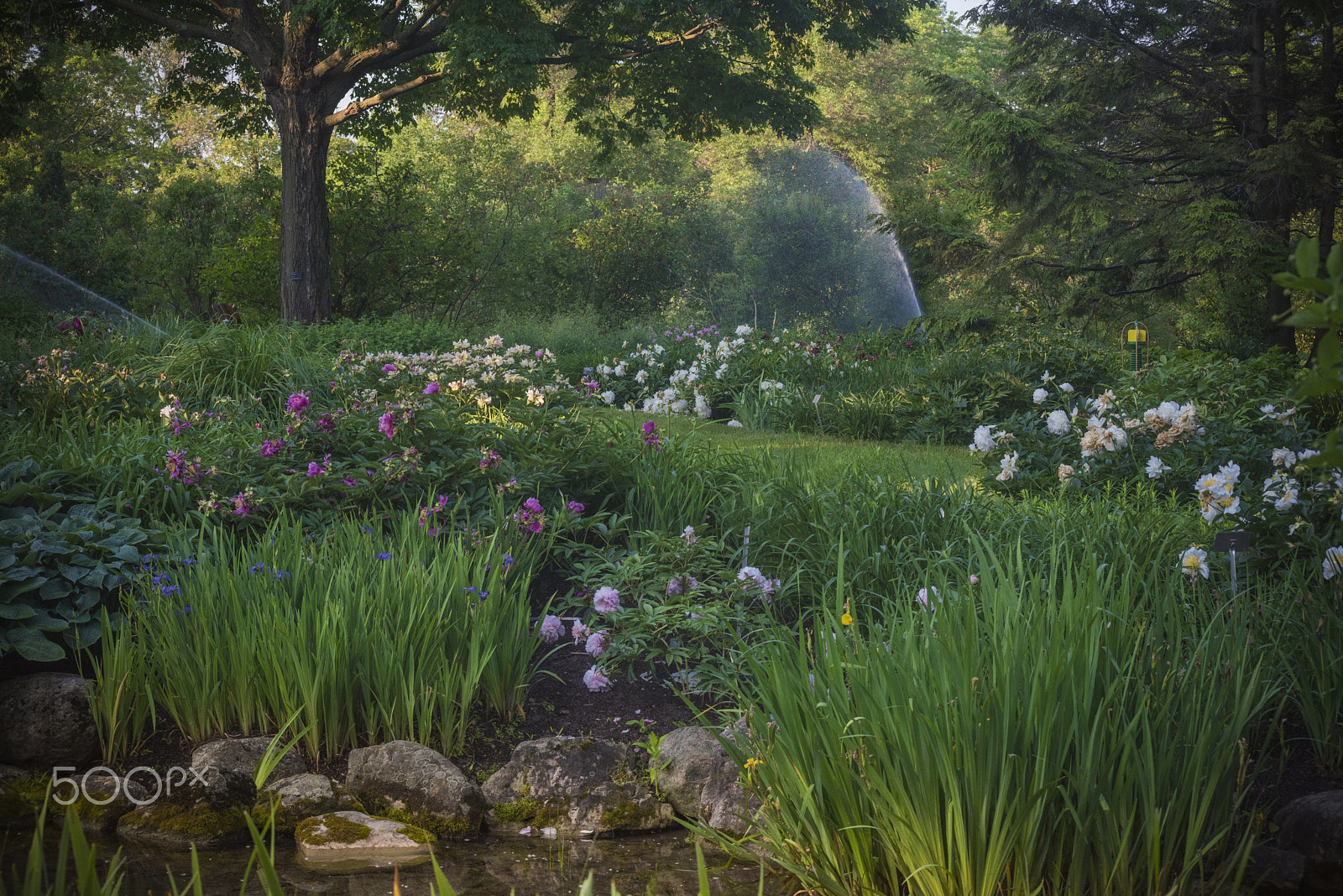 Nikon D810 sample photo. Beatiful garden photography