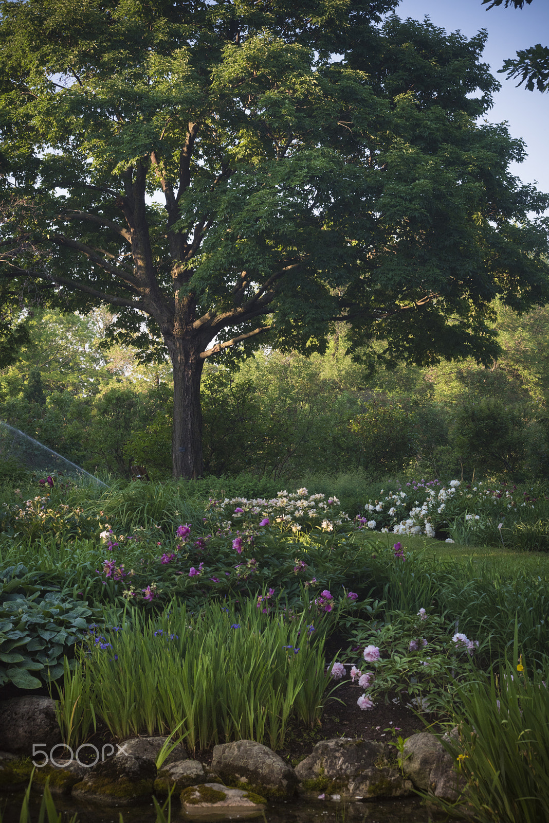 Nikon D810 sample photo. Beatiful garden photography