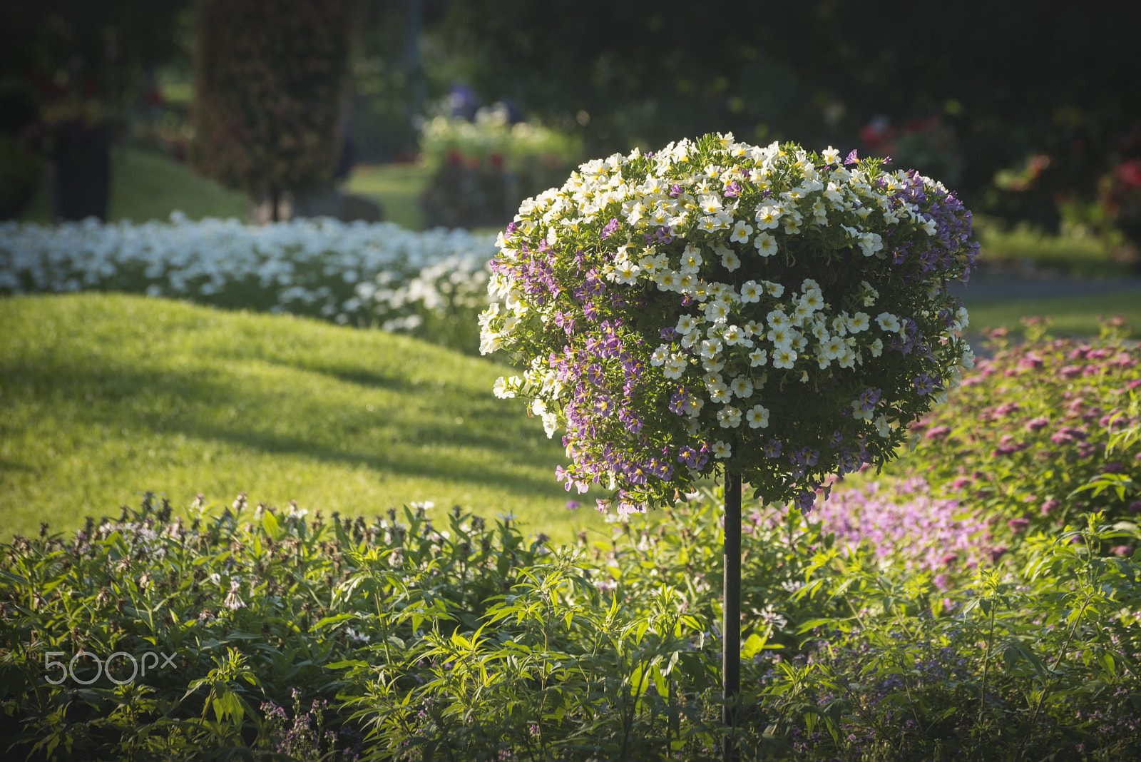 Nikon D810 sample photo. Beatiful garden photography