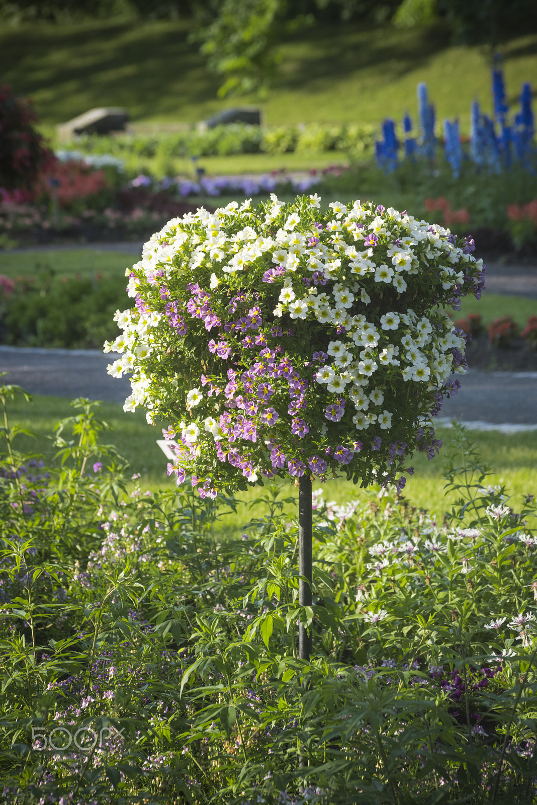 Nikon D810 sample photo. Beatiful garden photography