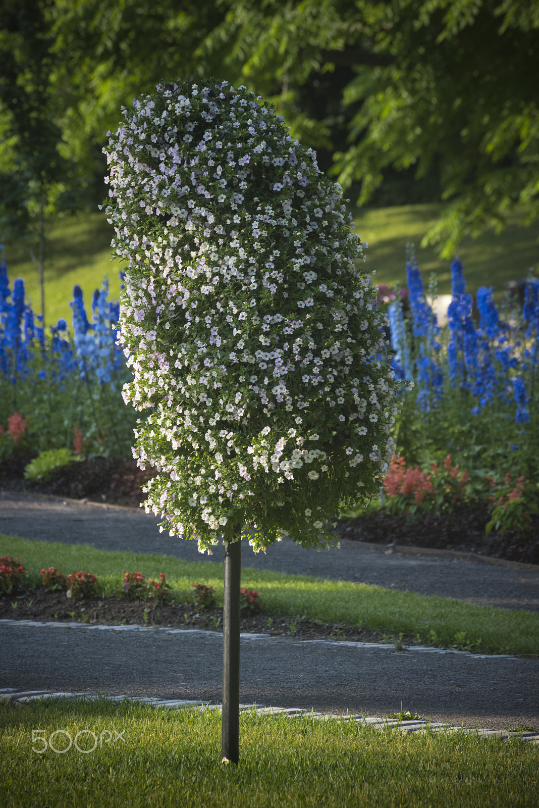 Nikon D810 sample photo. Beatiful garden photography