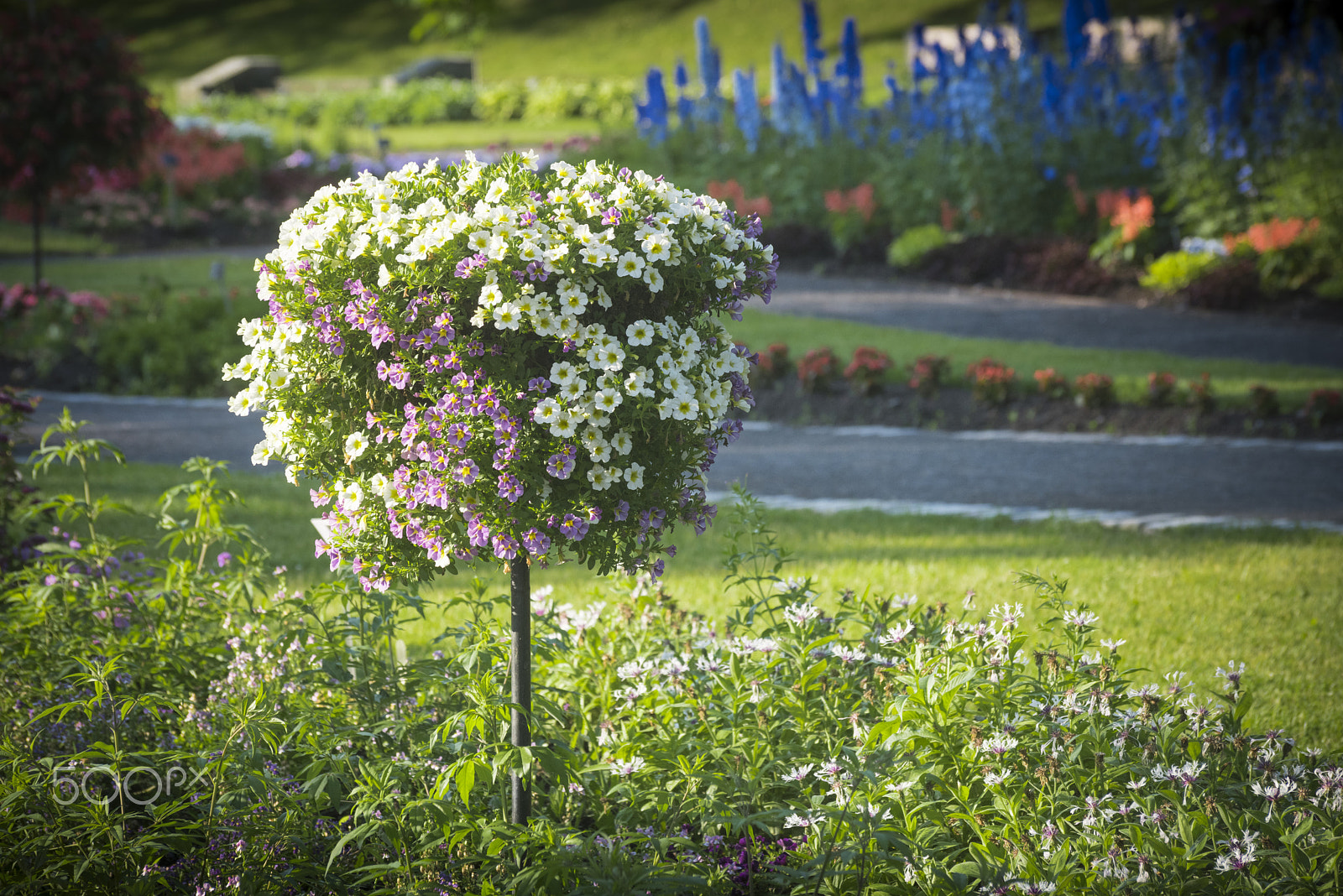 Nikon D810 sample photo. Beatiful garden photography