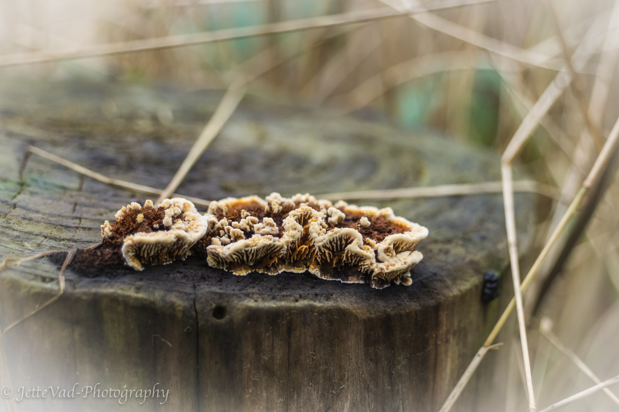 Sony E 18-200mm F3.5-6.3 OSS sample photo. Dec 11-2016 photography