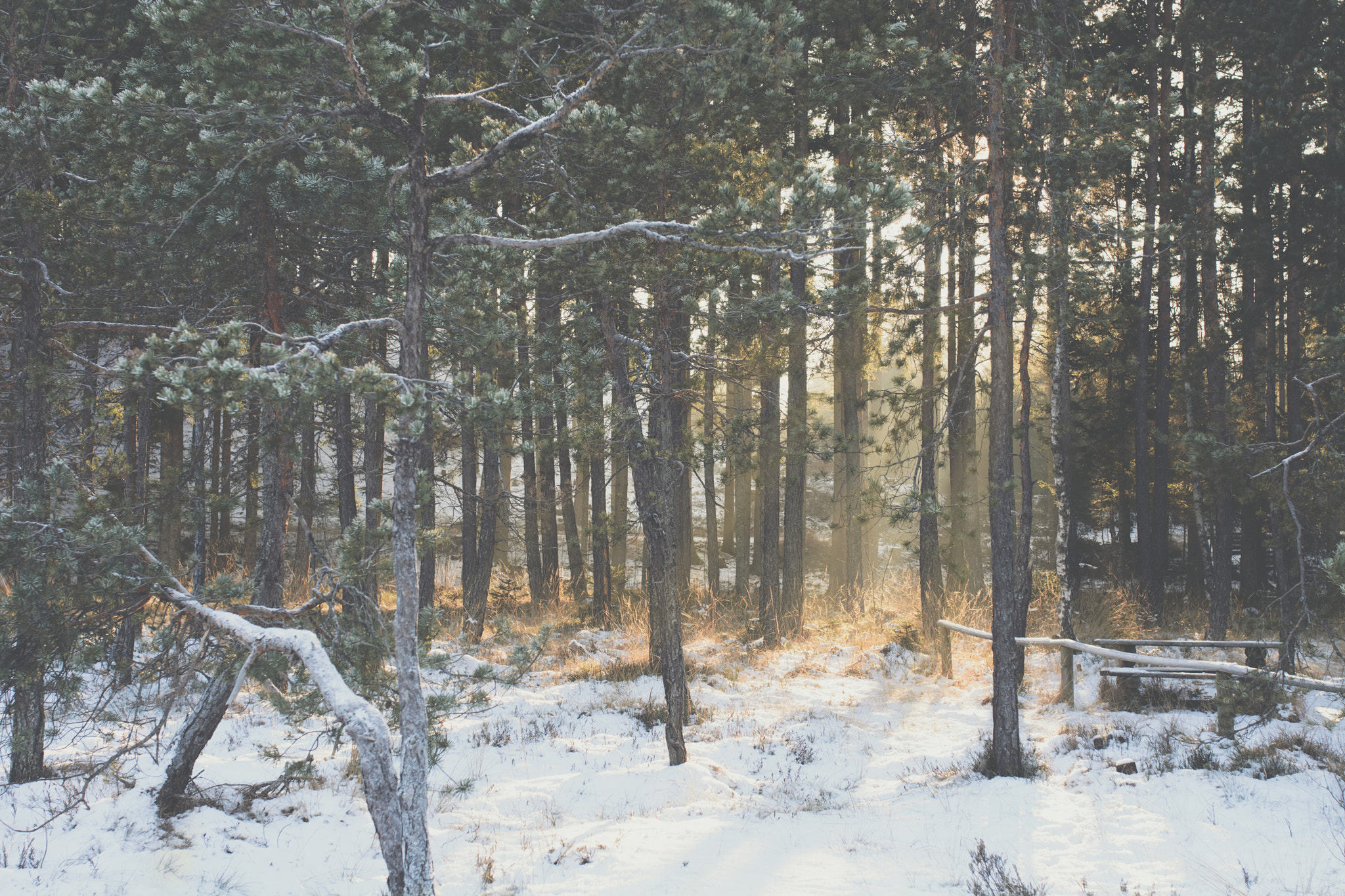 Nikon D7100 + Sigma 35mm F1.4 DG HSM Art sample photo. Faded winter photography