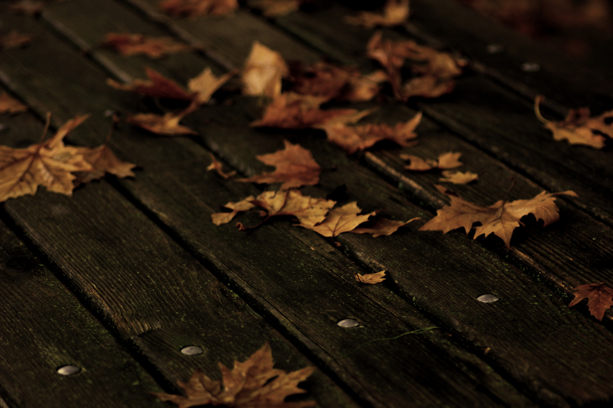 Canon EOS 550D (EOS Rebel T2i / EOS Kiss X4) + Tamron SP AF 90mm F2.8 Di Macro sample photo. Fallen leaves greece karditsa forest on table photography